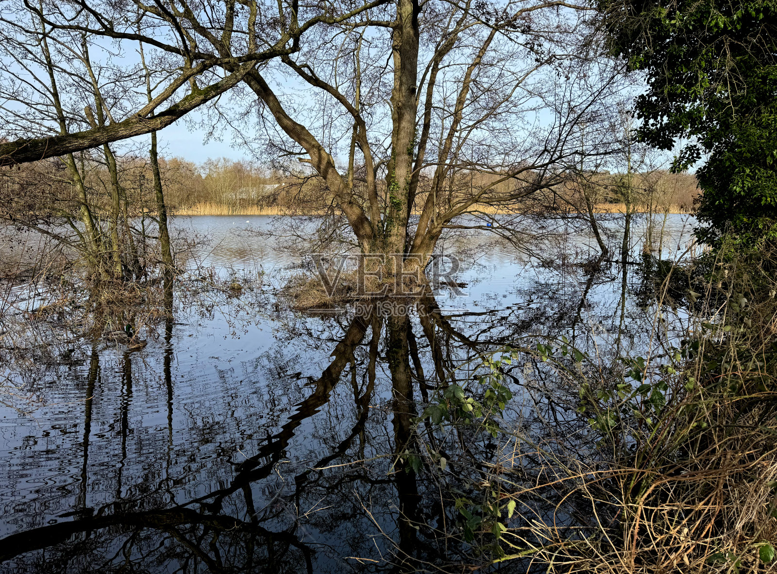 树木反射洪水照片摄影图片