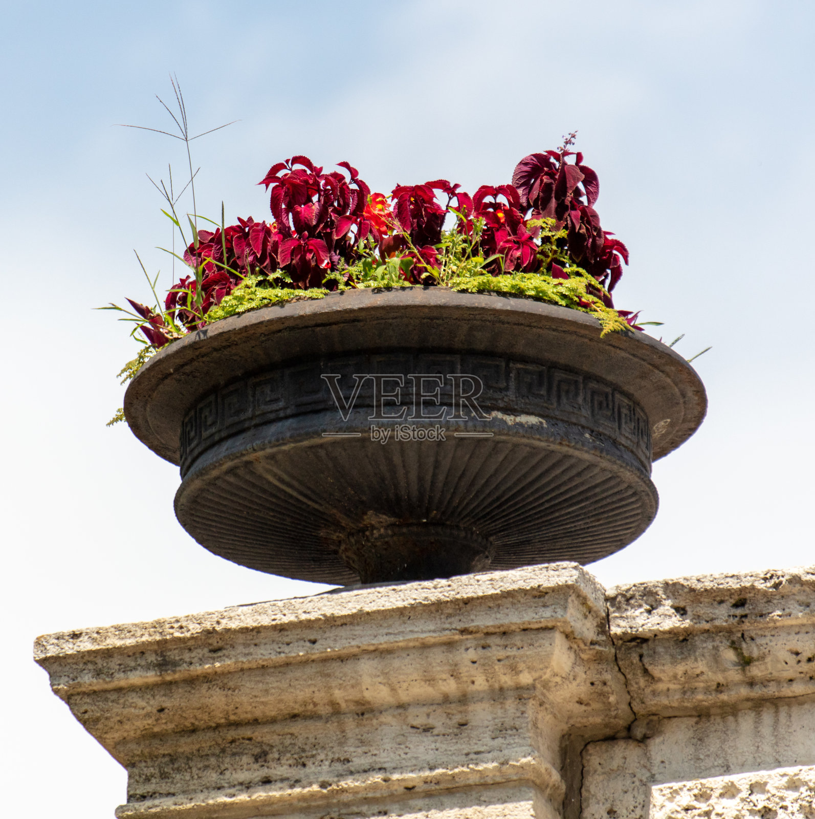 公园花坛里美丽的花朵照片摄影图片
