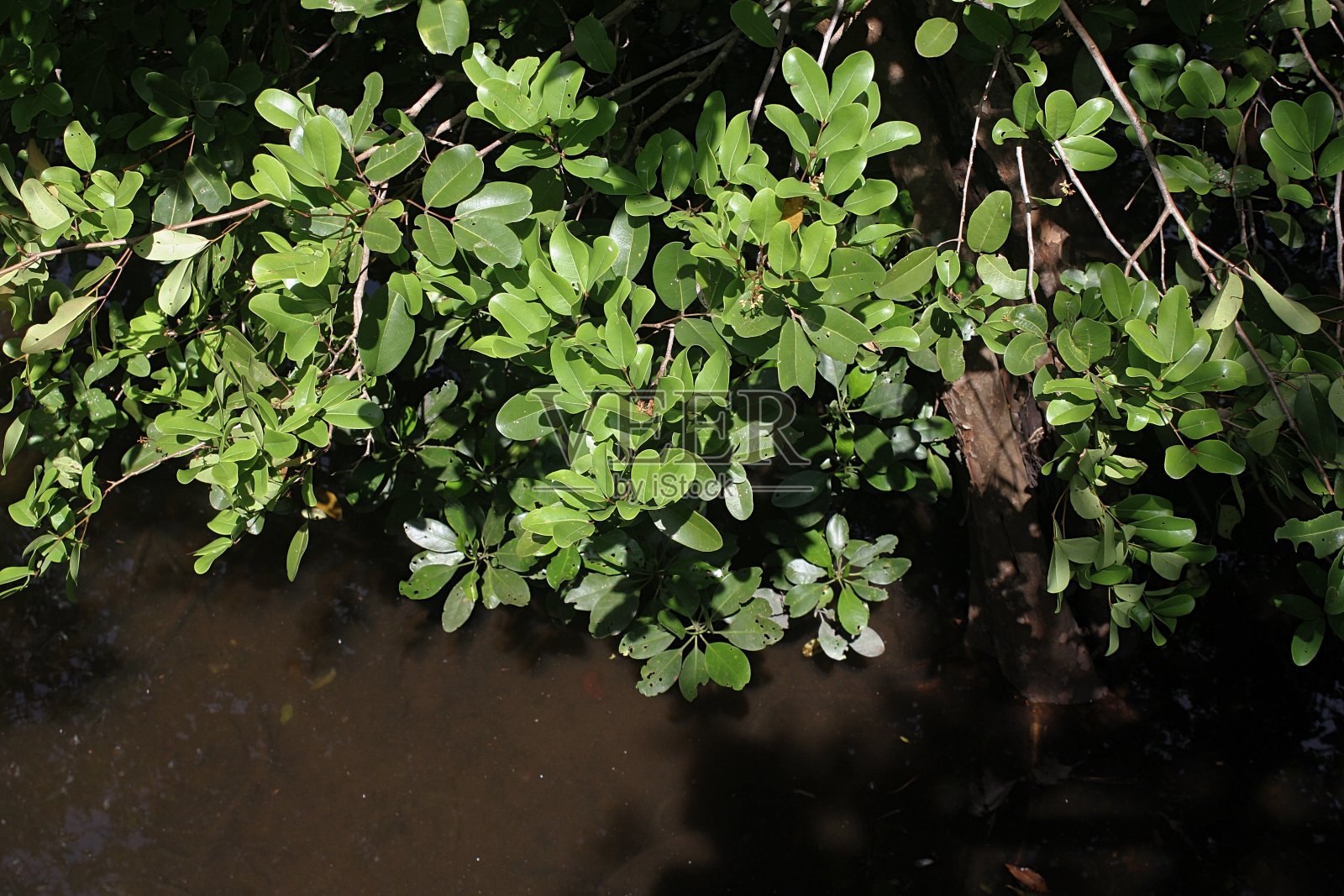 红树树叶的倒影照片摄影图片