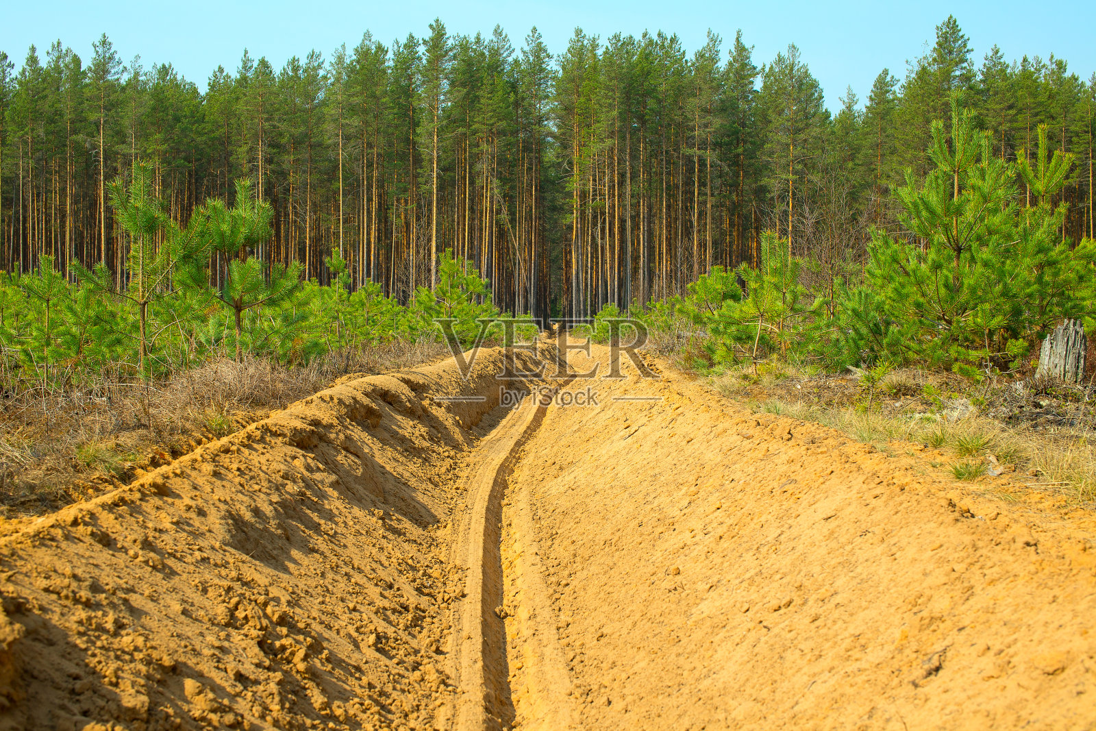 保护森林免受火灾侵袭的犁过的狭长地带照片摄影图片