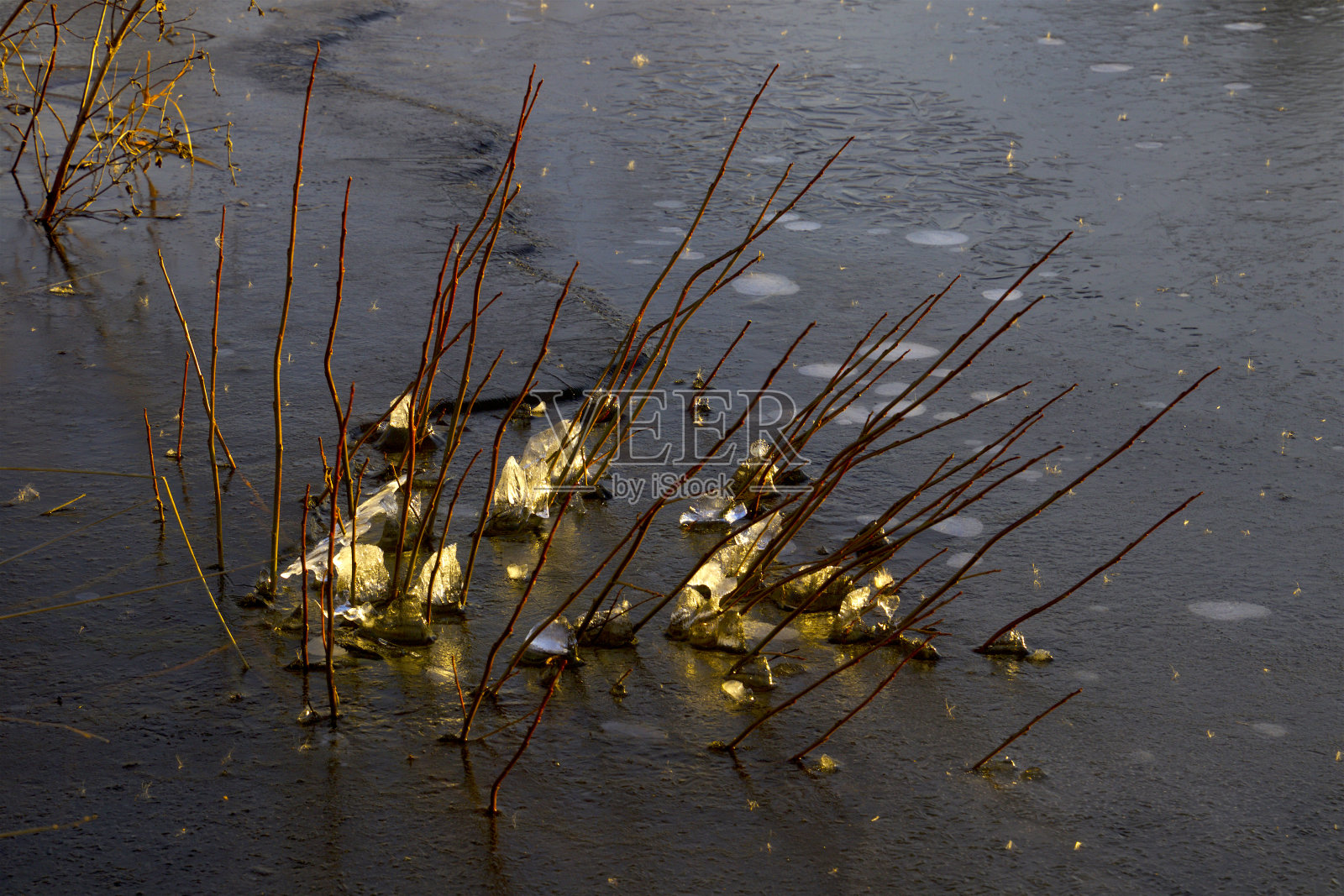 芦苇冻住了照片摄影图片
