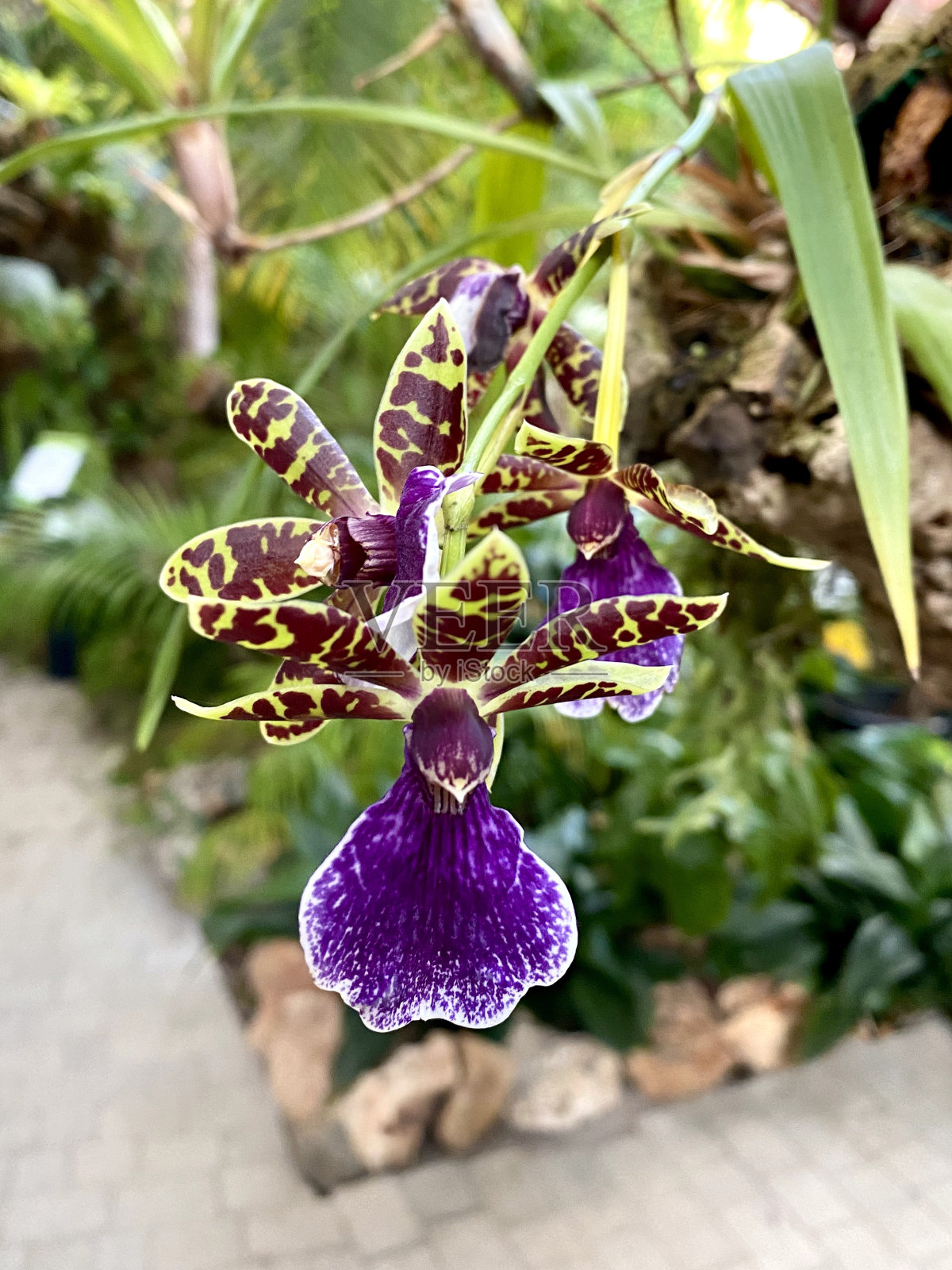 西班牙埃斯特波纳的兰花照片摄影图片