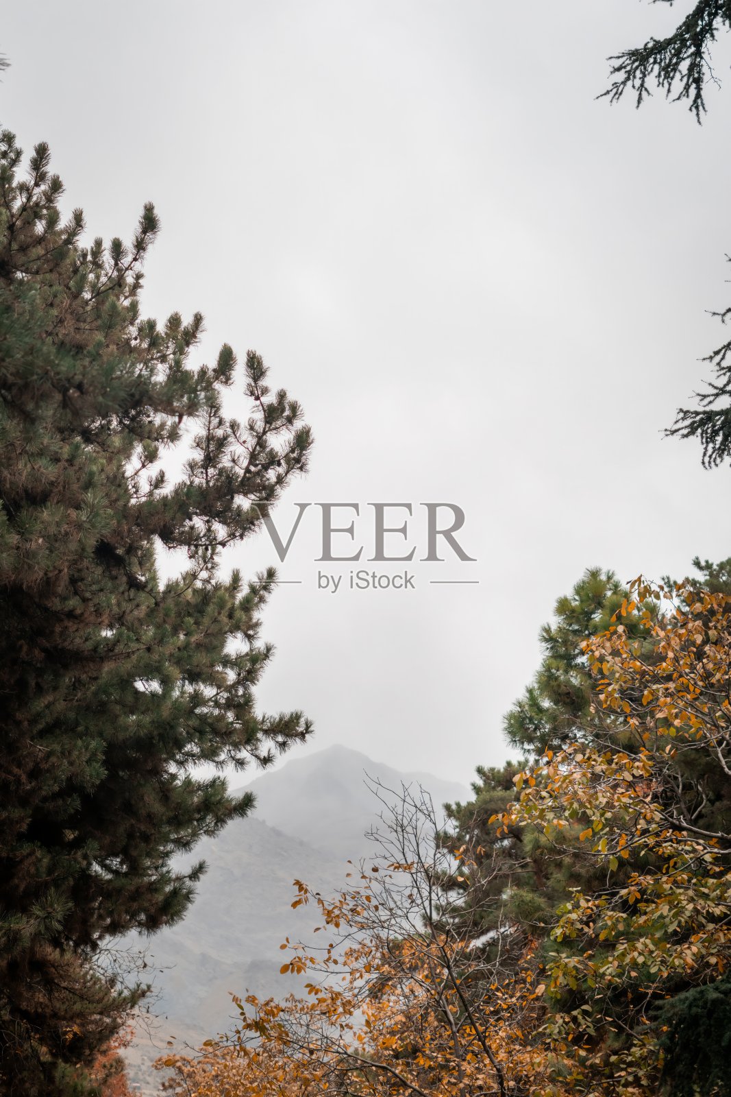 山峦和树木的秋景照片摄影图片