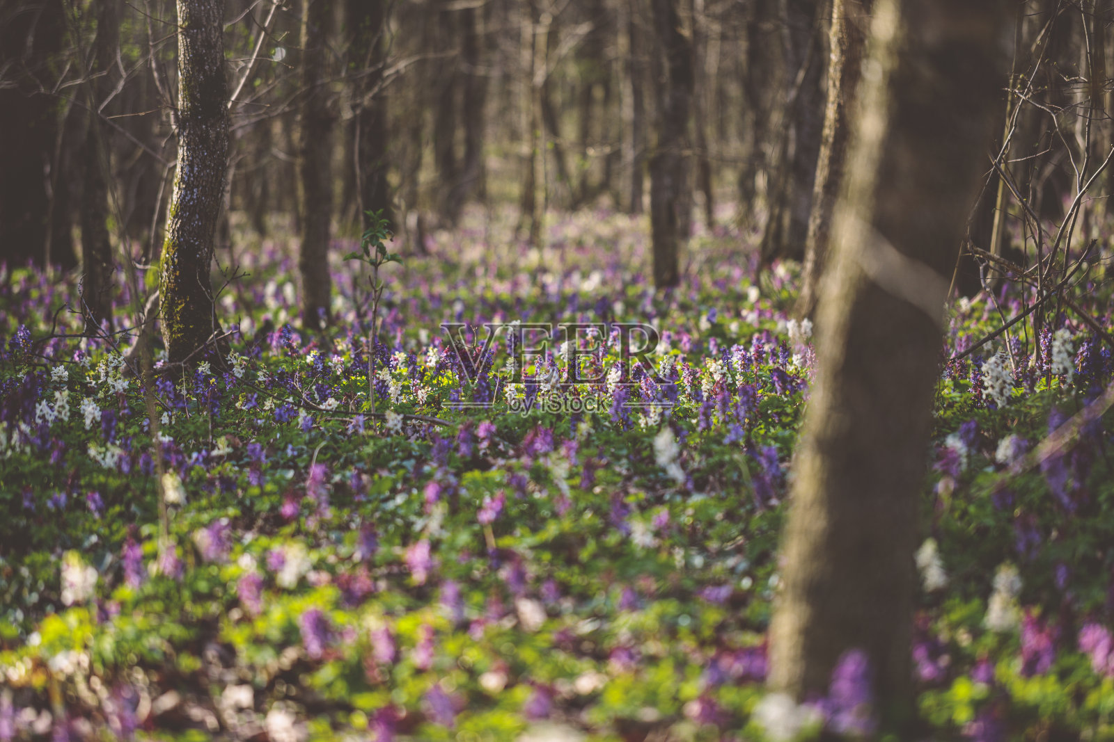 静脉延胡索照片摄影图片