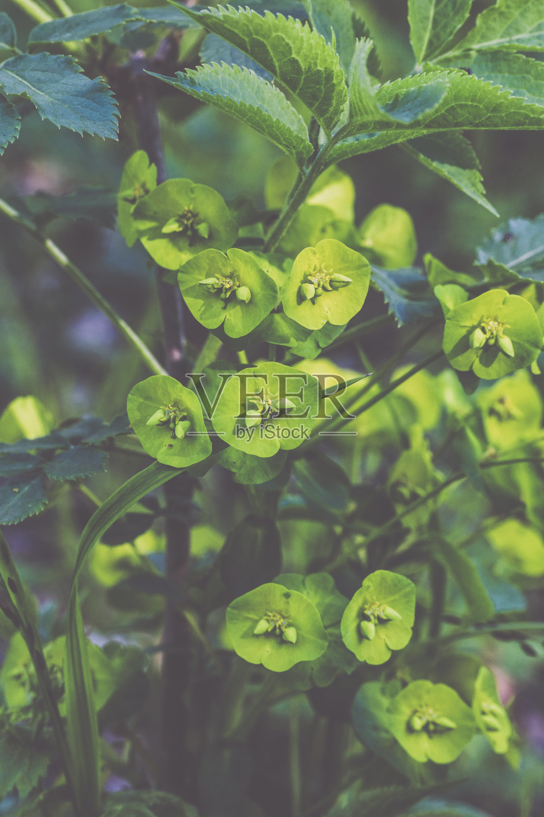 大戟科照片摄影图片