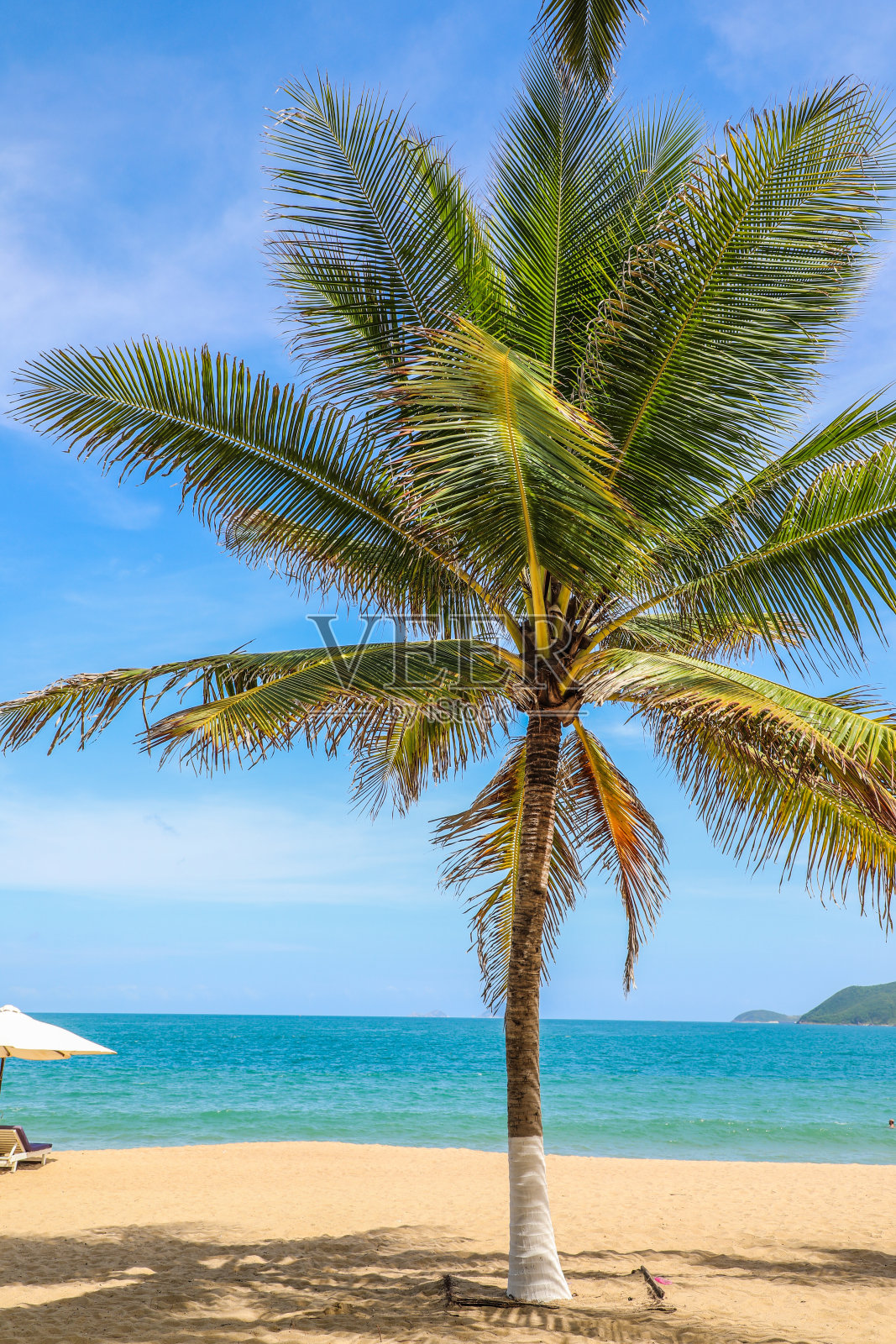 一棵美丽的棕榈树照片摄影图片