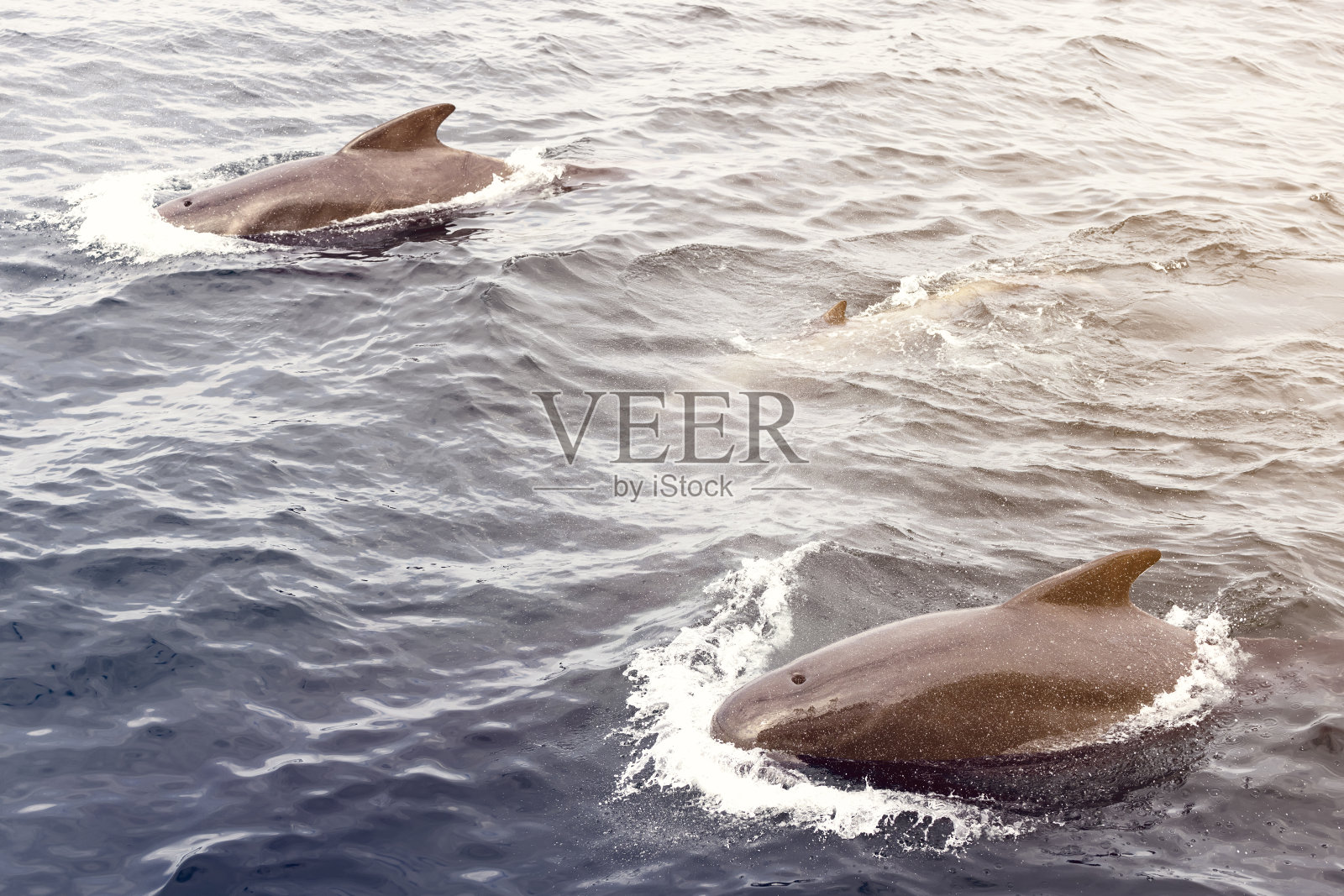 一只领航鲸(Globicephala melas)家族优雅地在挪威海中游泳，它们的形状在有质感的海水中蚀刻(复古照片效果)。照片摄影图片