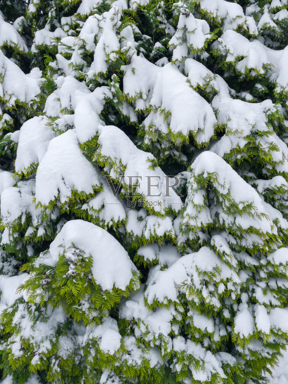 常绿杉树枝。照片摄影图片