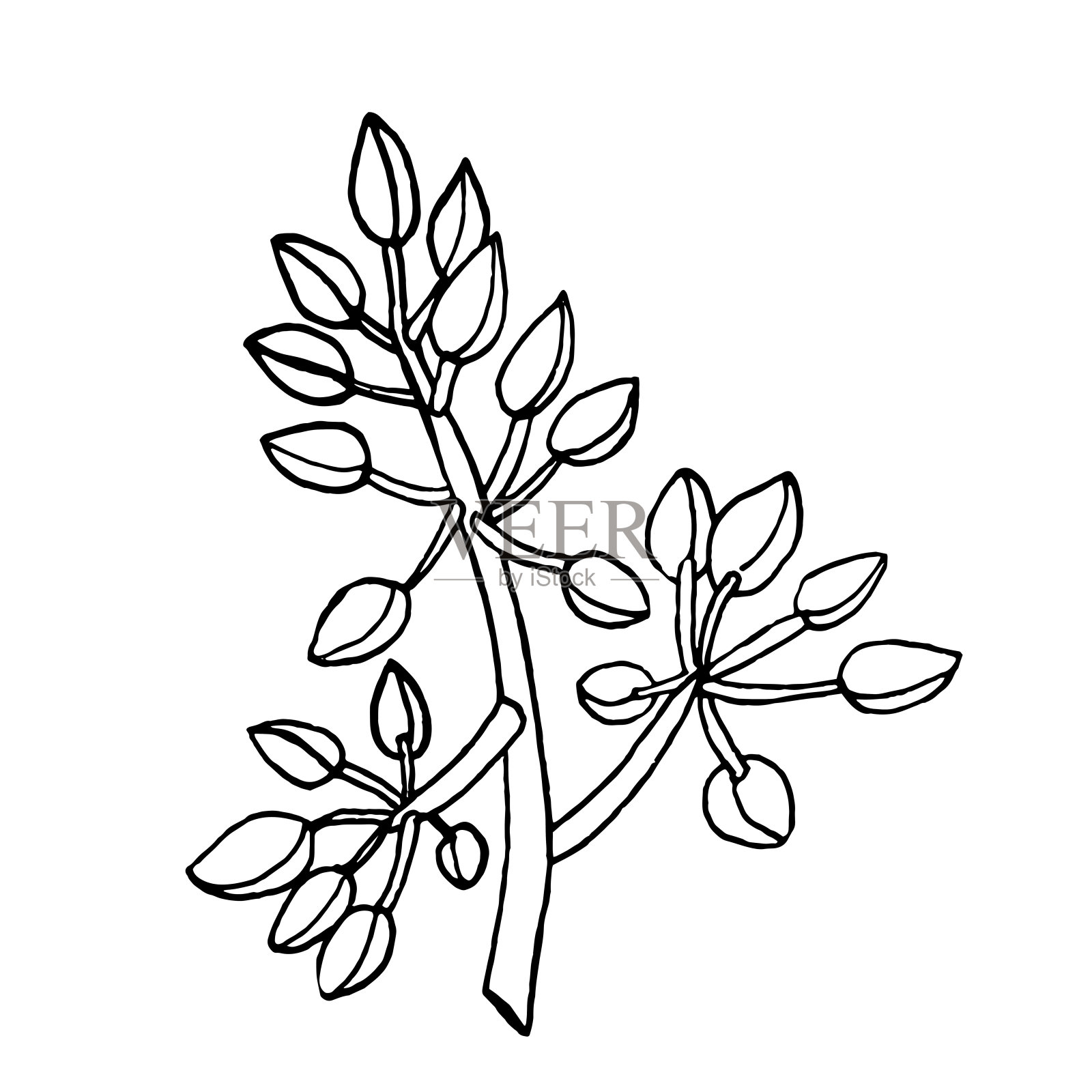 矢量草图开花鳄梨树枝。黑白手绘插画图片素材