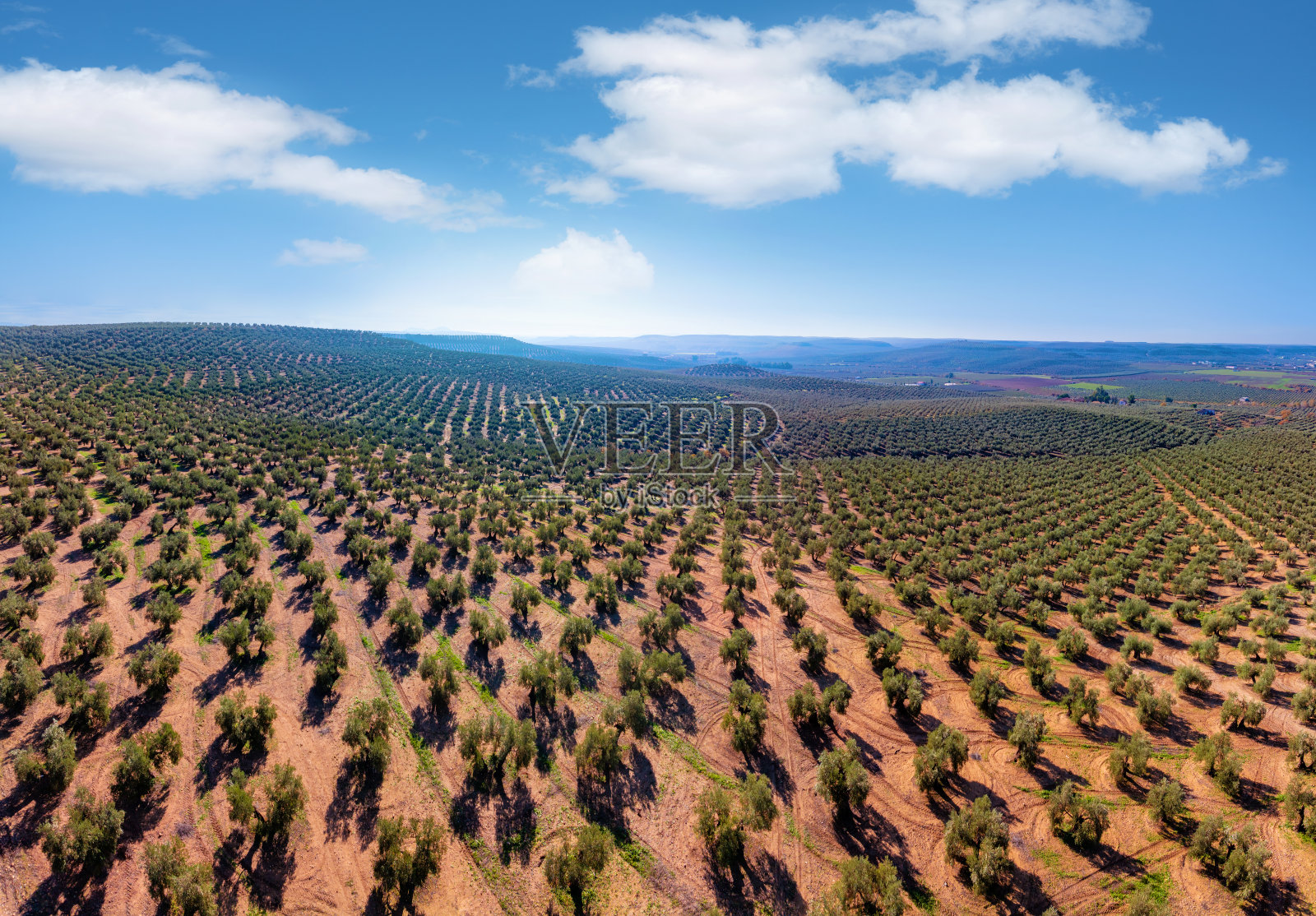 西班牙安达卢西亚的橄榄树田鸟瞰图无人机视角照片摄影图片