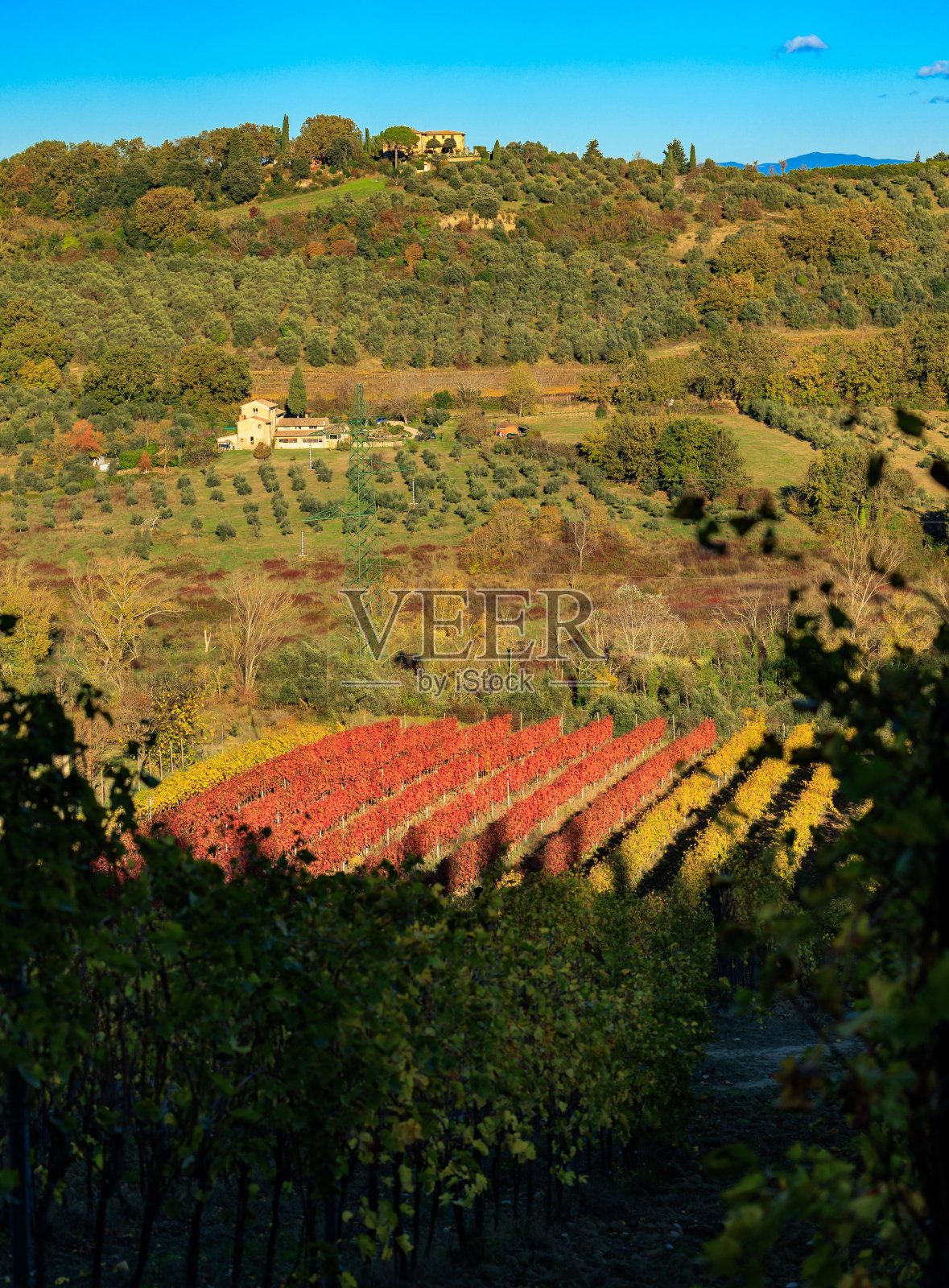 秋天的托斯卡纳红叶葡萄园照片摄影图片
