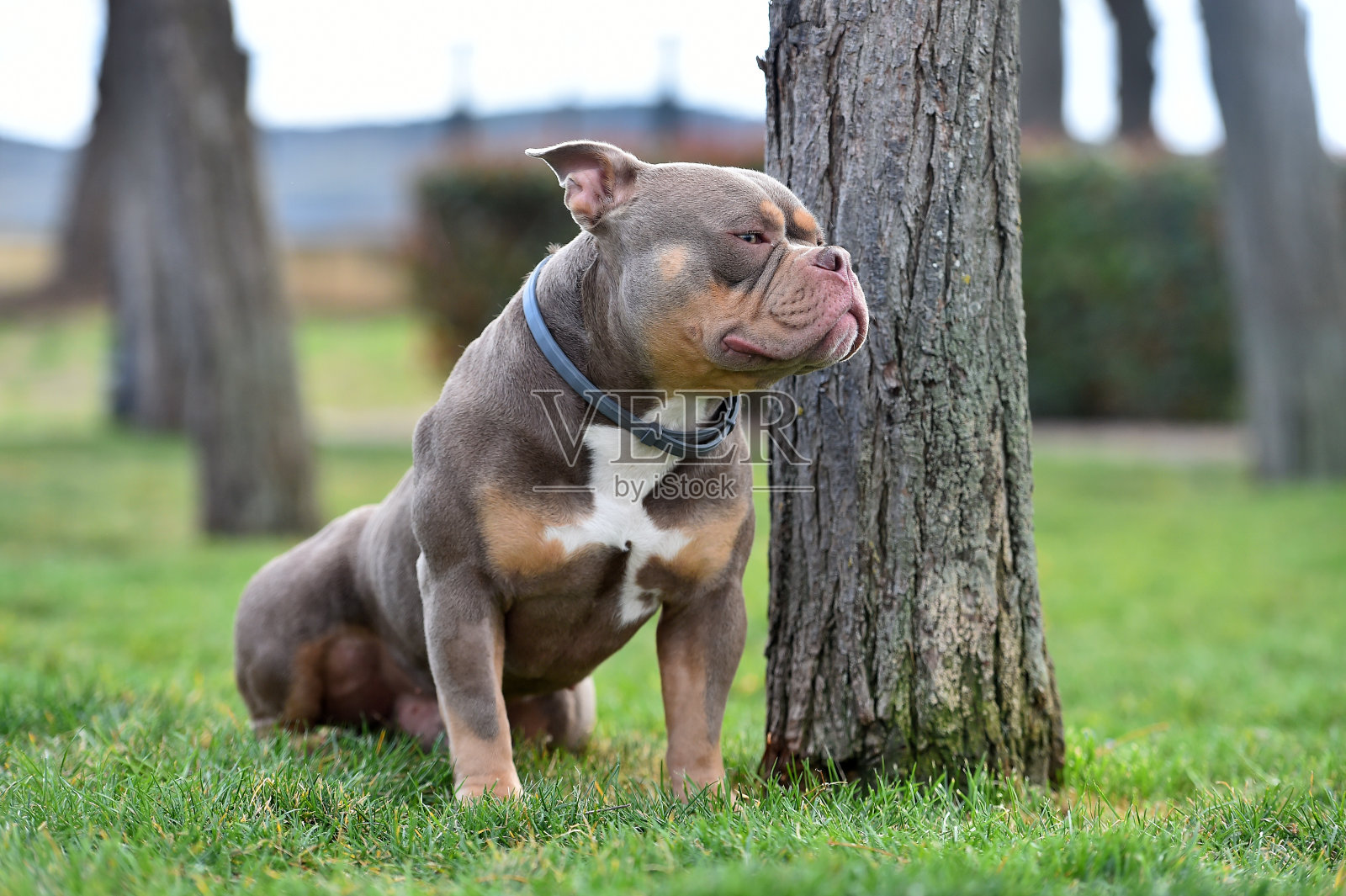 一只强壮的美国恶霸犬照片摄影图片