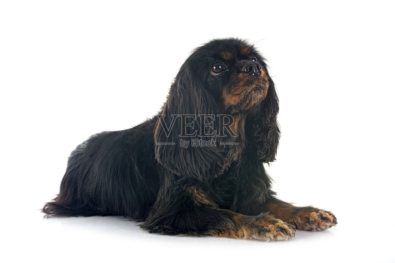 骑士国王查理照片摄影图片