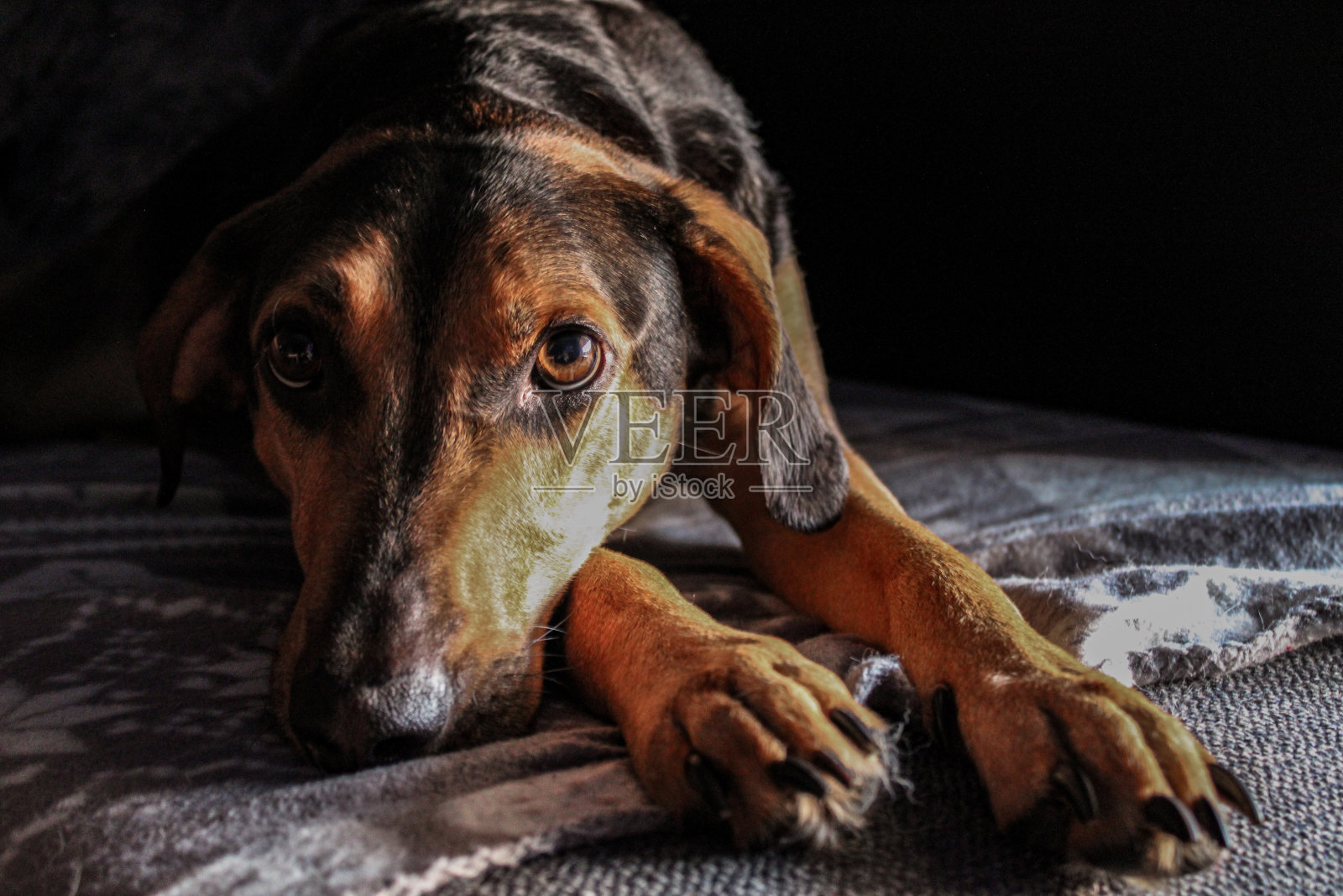 宁静的向往:狗在休息的希望照片摄影图片