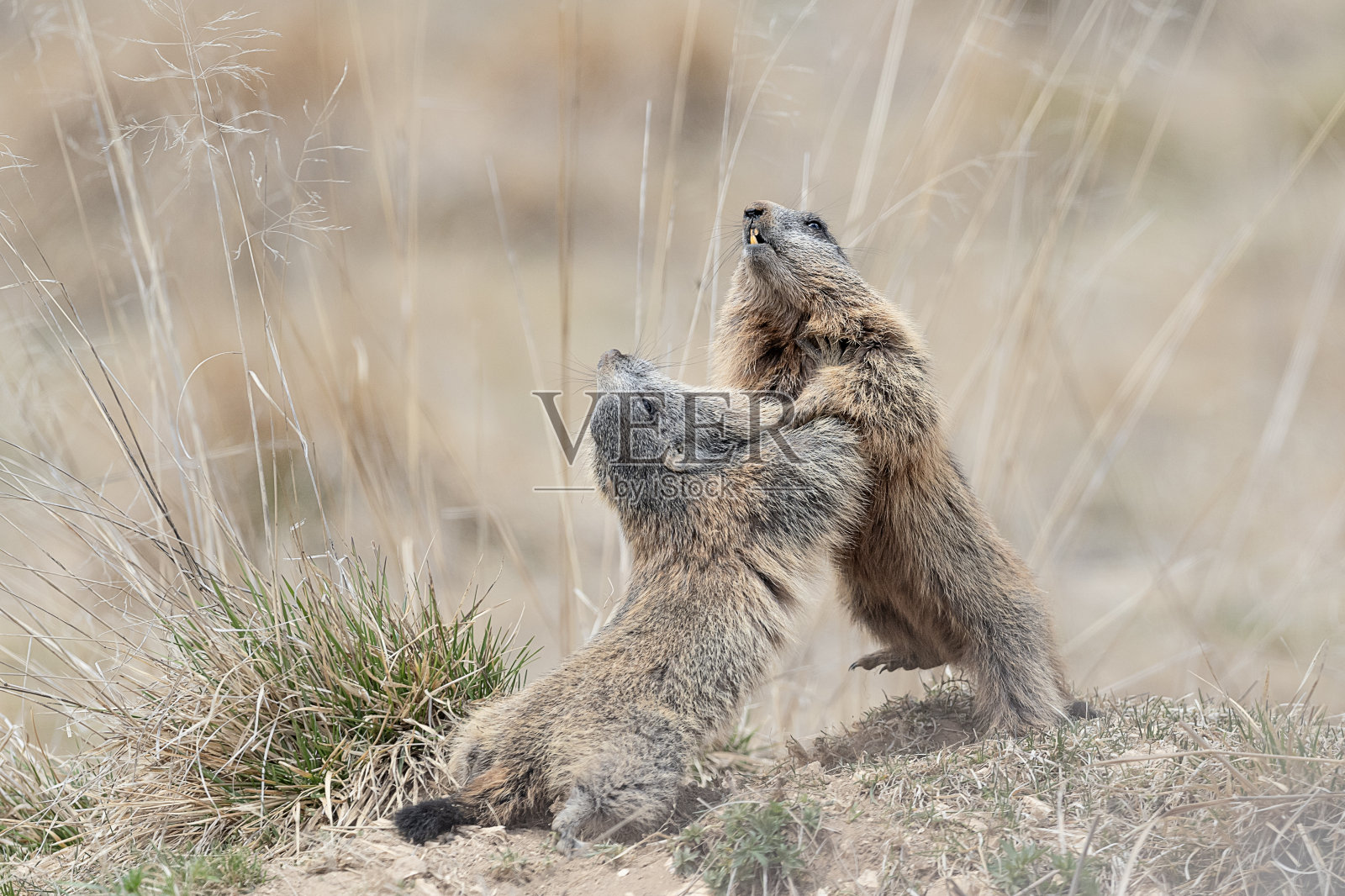 阿尔卑斯山之战(旱獭)照片摄影图片