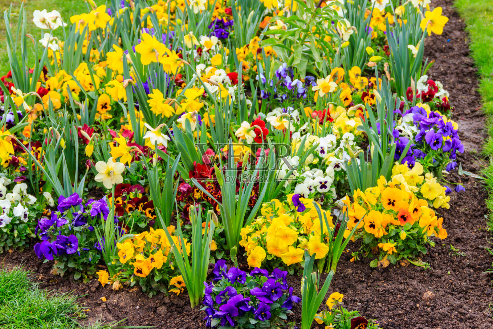 花园里花坛上五颜六色的春花照片摄影图片