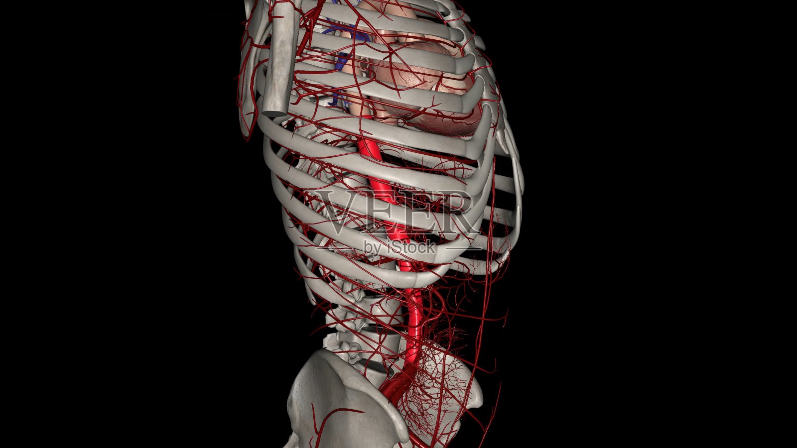 左右冠状动脉为心脏供血照片摄影图片
