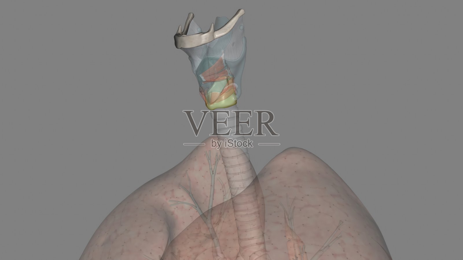 环状软骨是一个透明的软骨环照片摄影图片