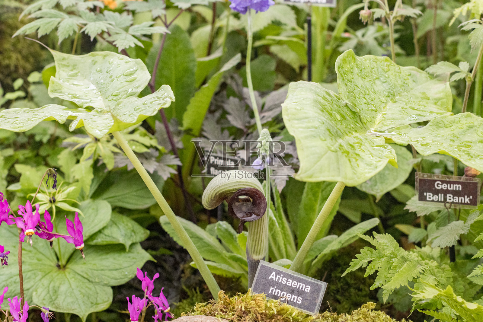 英国伦敦的“日本眼镜蛇百合”照片摄影图片