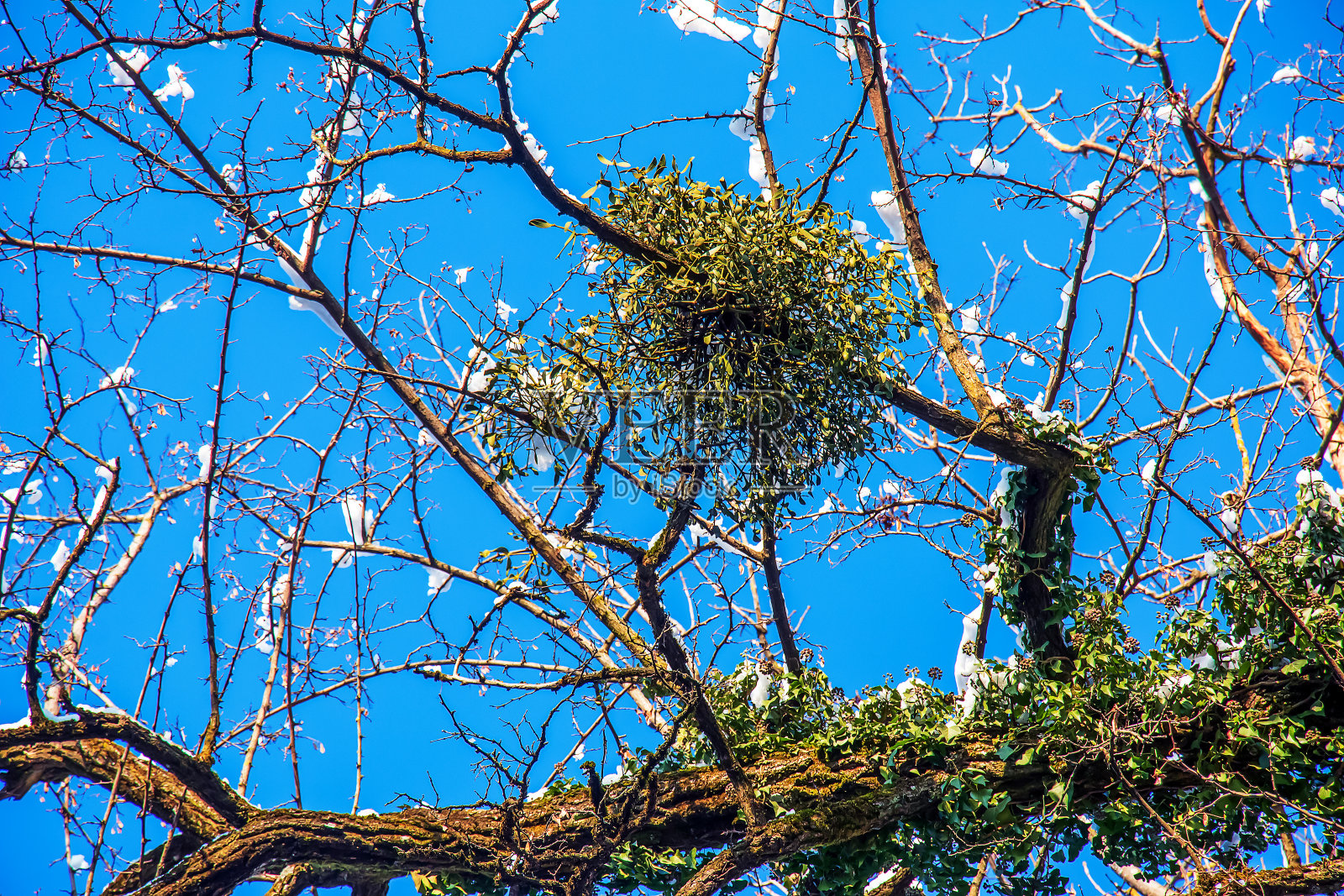 槲寄生是几种树种冬季的半寄生植物。照片摄影图片