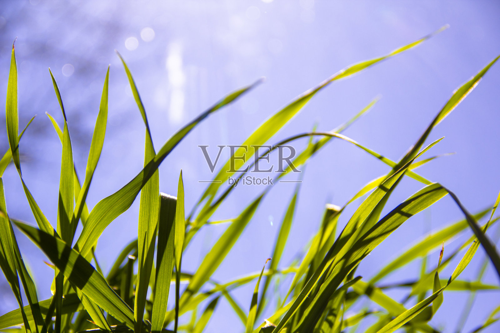 春天阳光明媚的夏天背景-近距离的绿色草在模糊的蓝色背景。春天的概念照片摄影图片