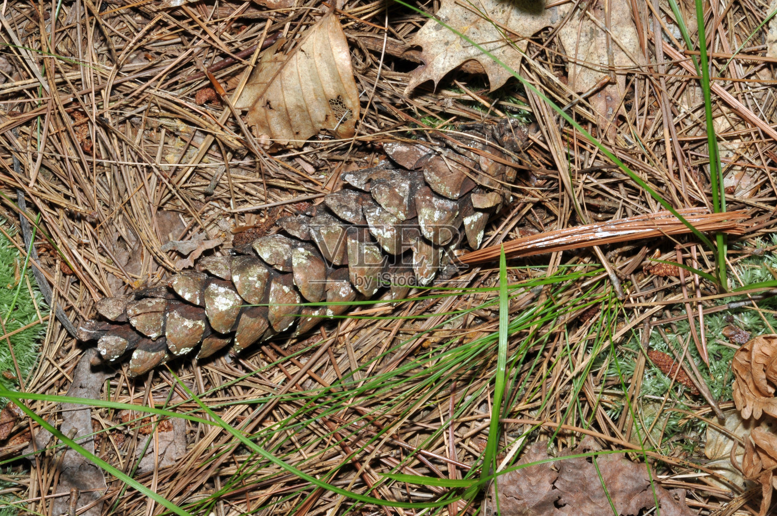 密歇根州马尼斯蒂国家森林公园密歇根湖休闲区照片摄影图片