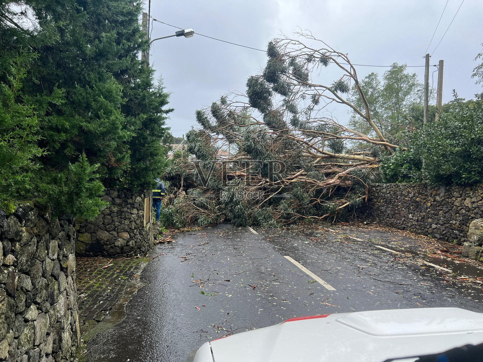 倒在道路上的树木照片摄影图片