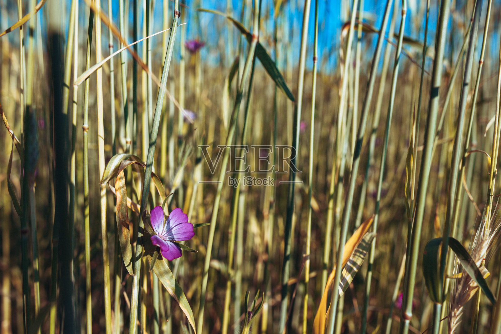 春天阳光灿烂的日子里，绿油油的田野照片摄影图片