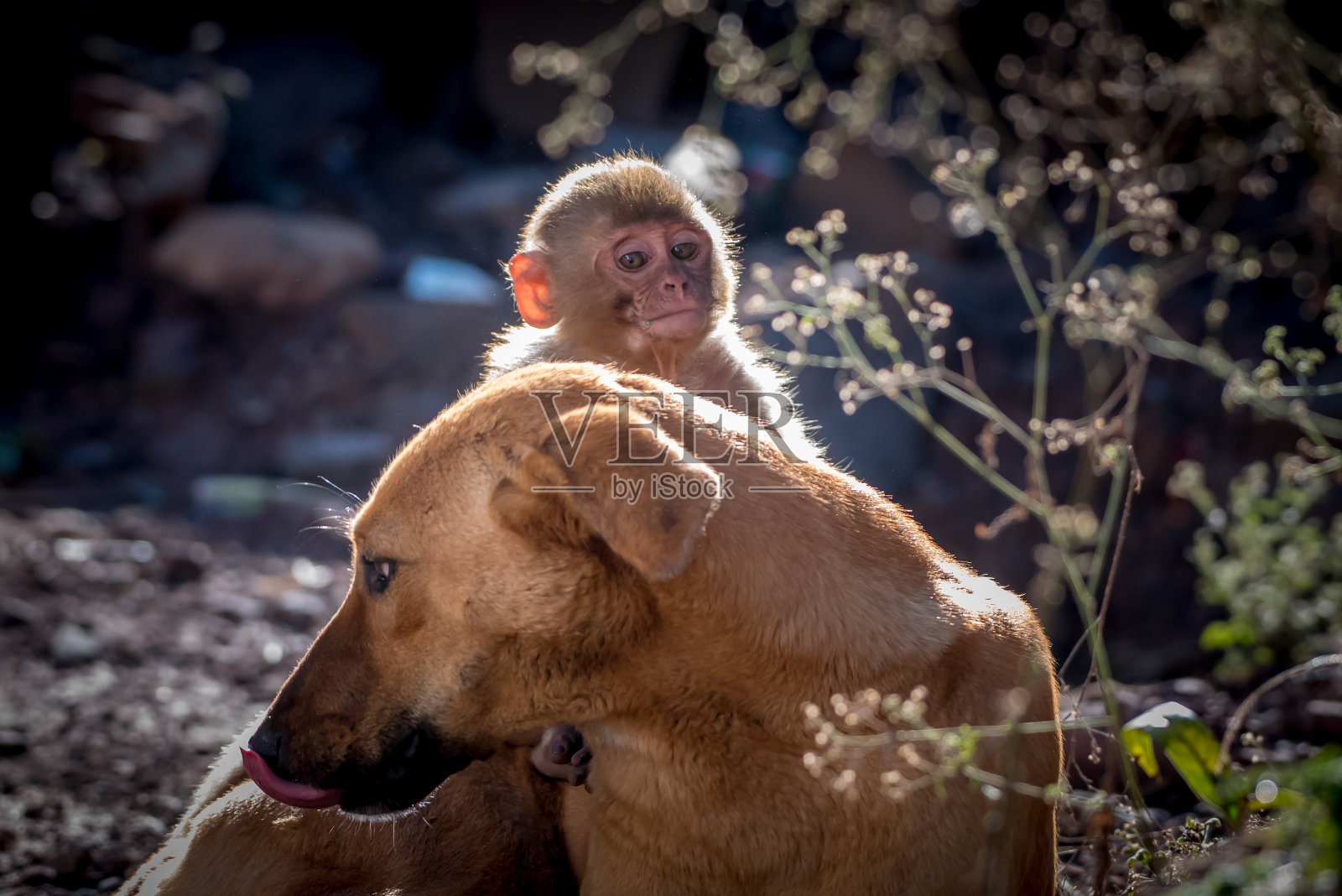 母亲的爱照片摄影图片