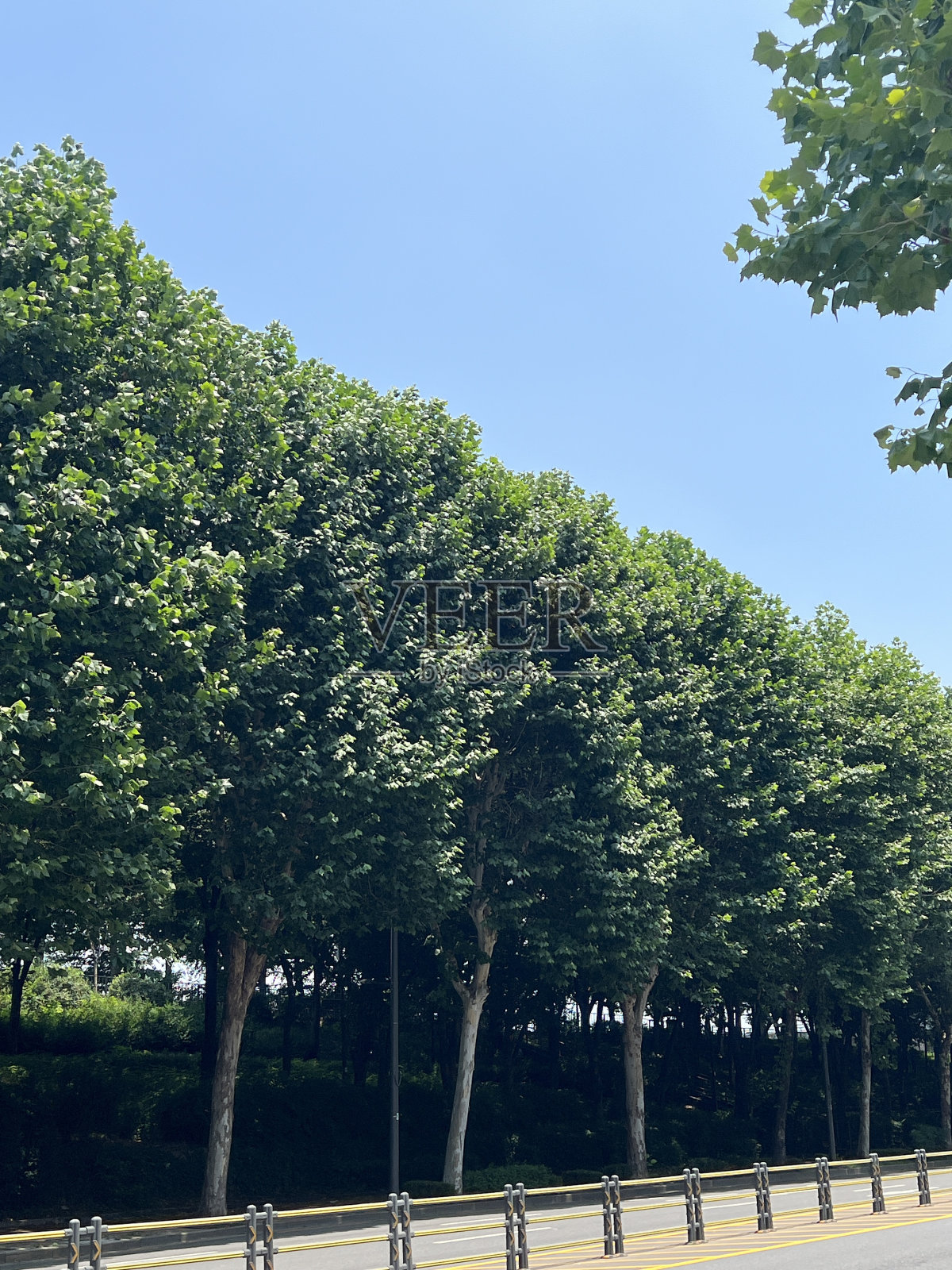 首尔森林照片摄影图片