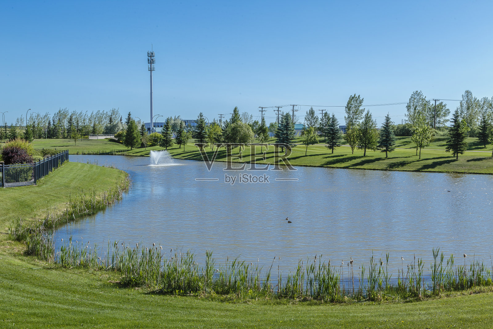 柳树照片摄影图片