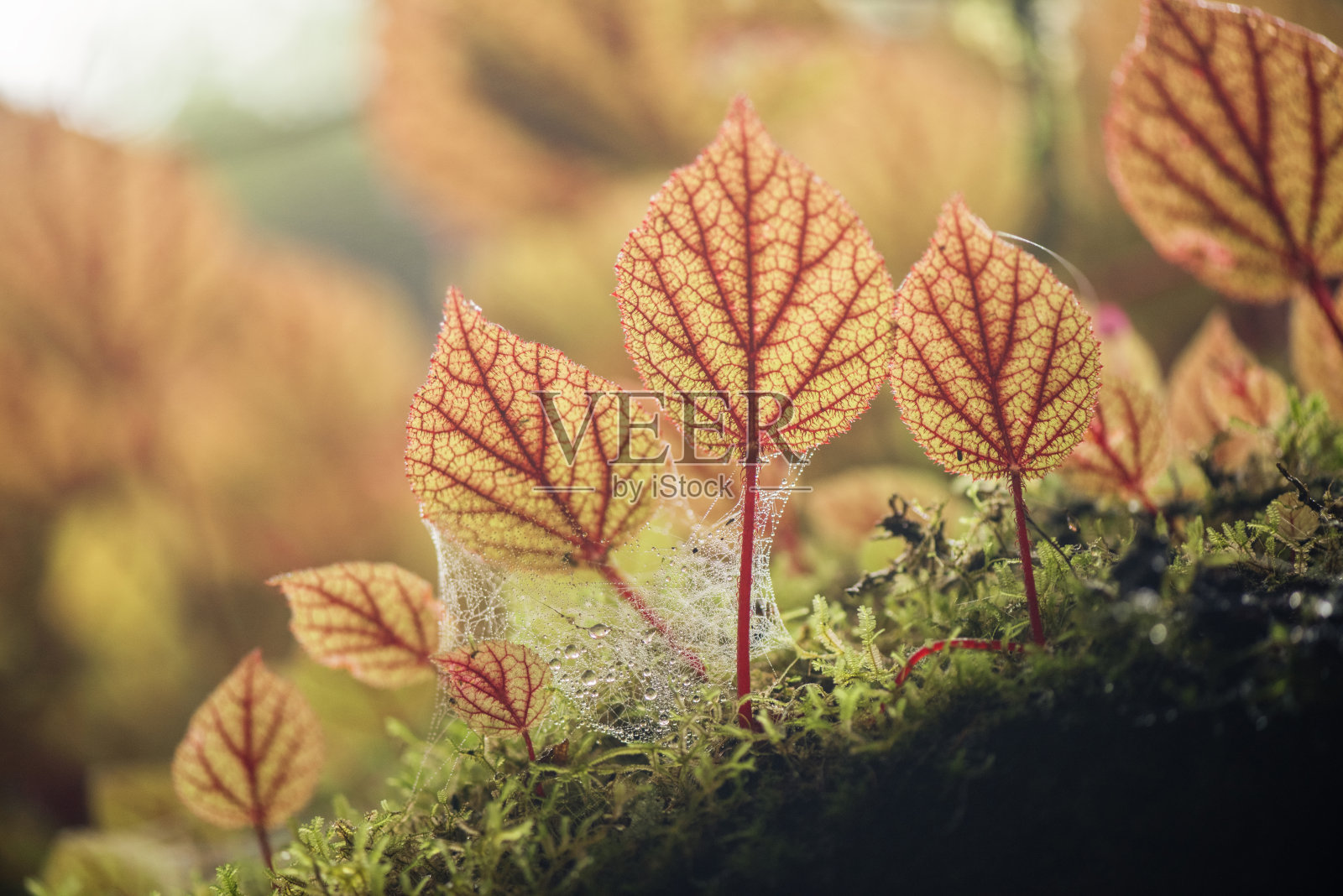 海棠，又称铁十字海棠，是海棠科的一种植物照片摄影图片