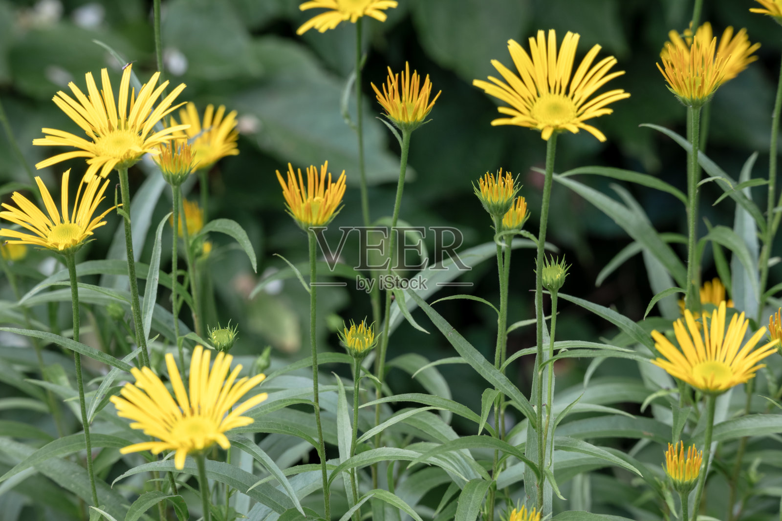 许多小黄花在绿叶的背景上照片摄影图片