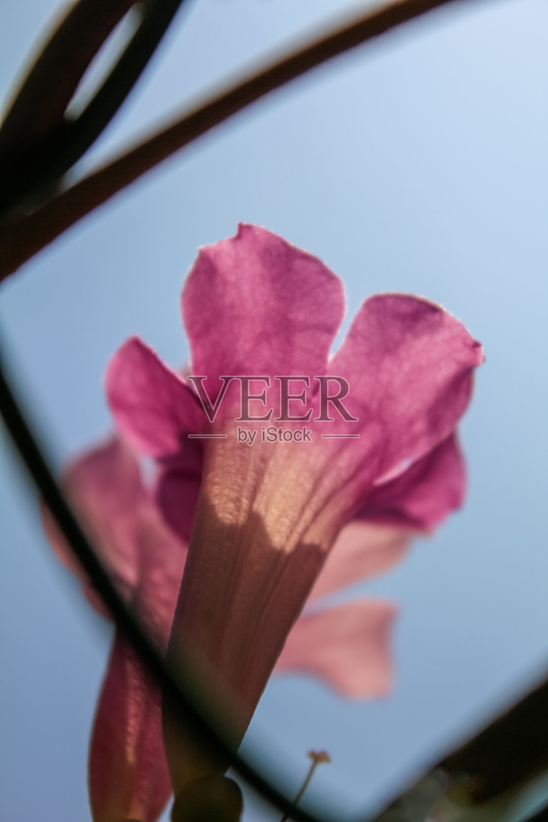 在阳光下的花园里，粉红色的大戟花的特写。照片摄影图片