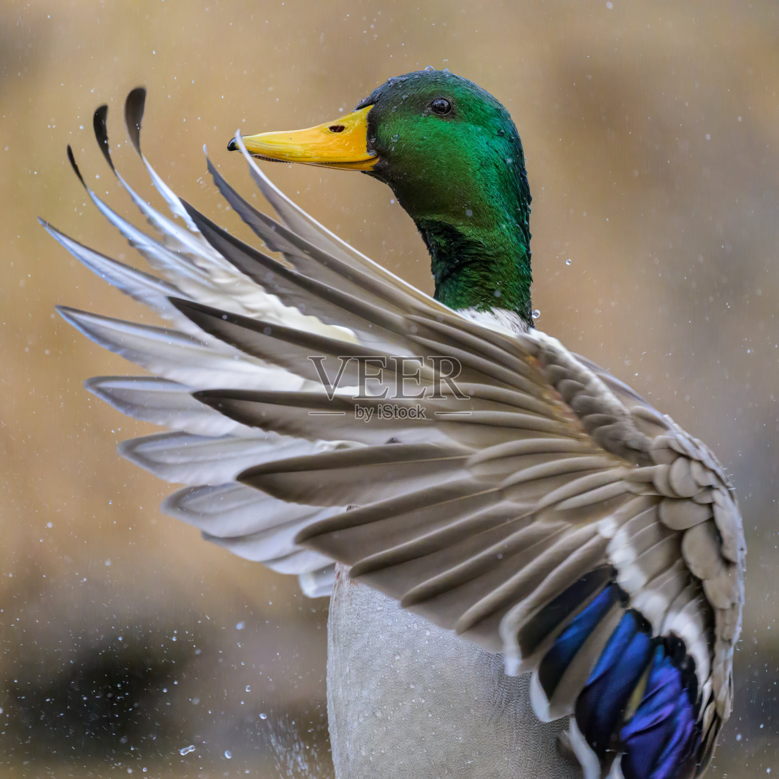 一只雄性绿头鸭在水中拍打着翅膀照片摄影图片