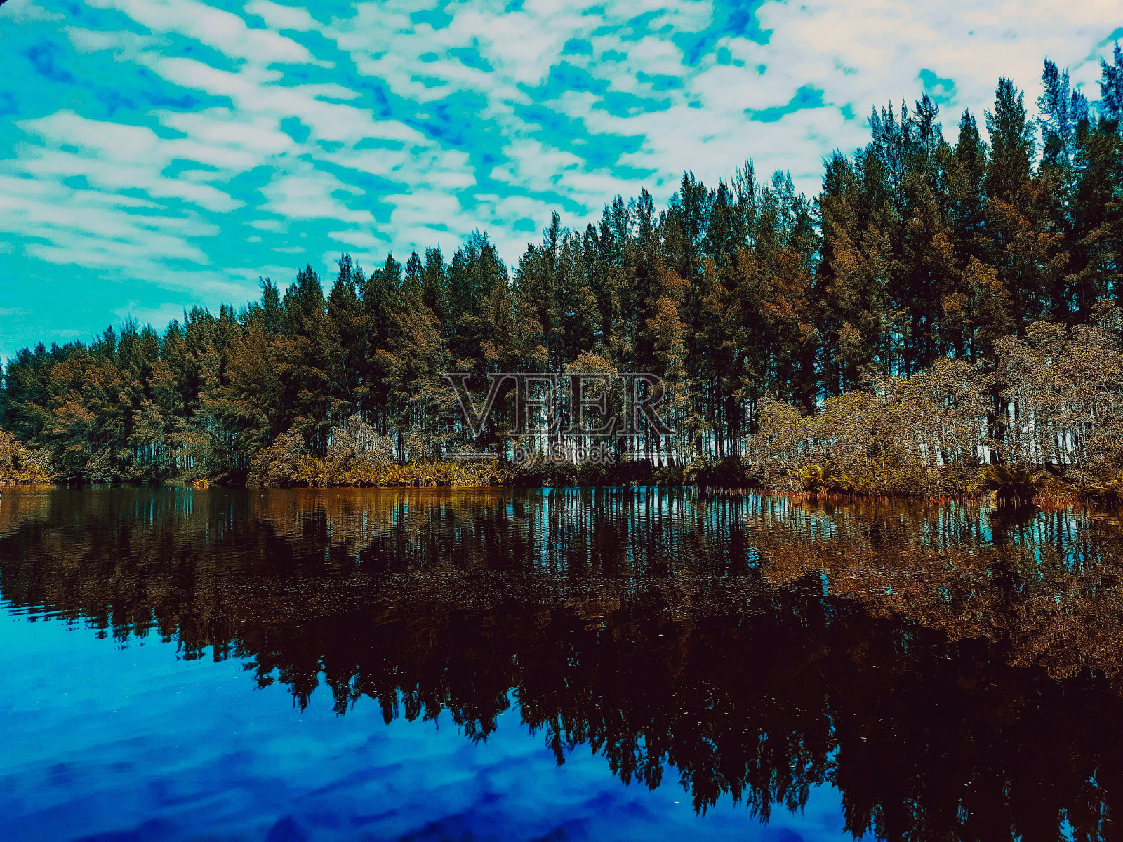 树木环绕的大片水域照片摄影图片