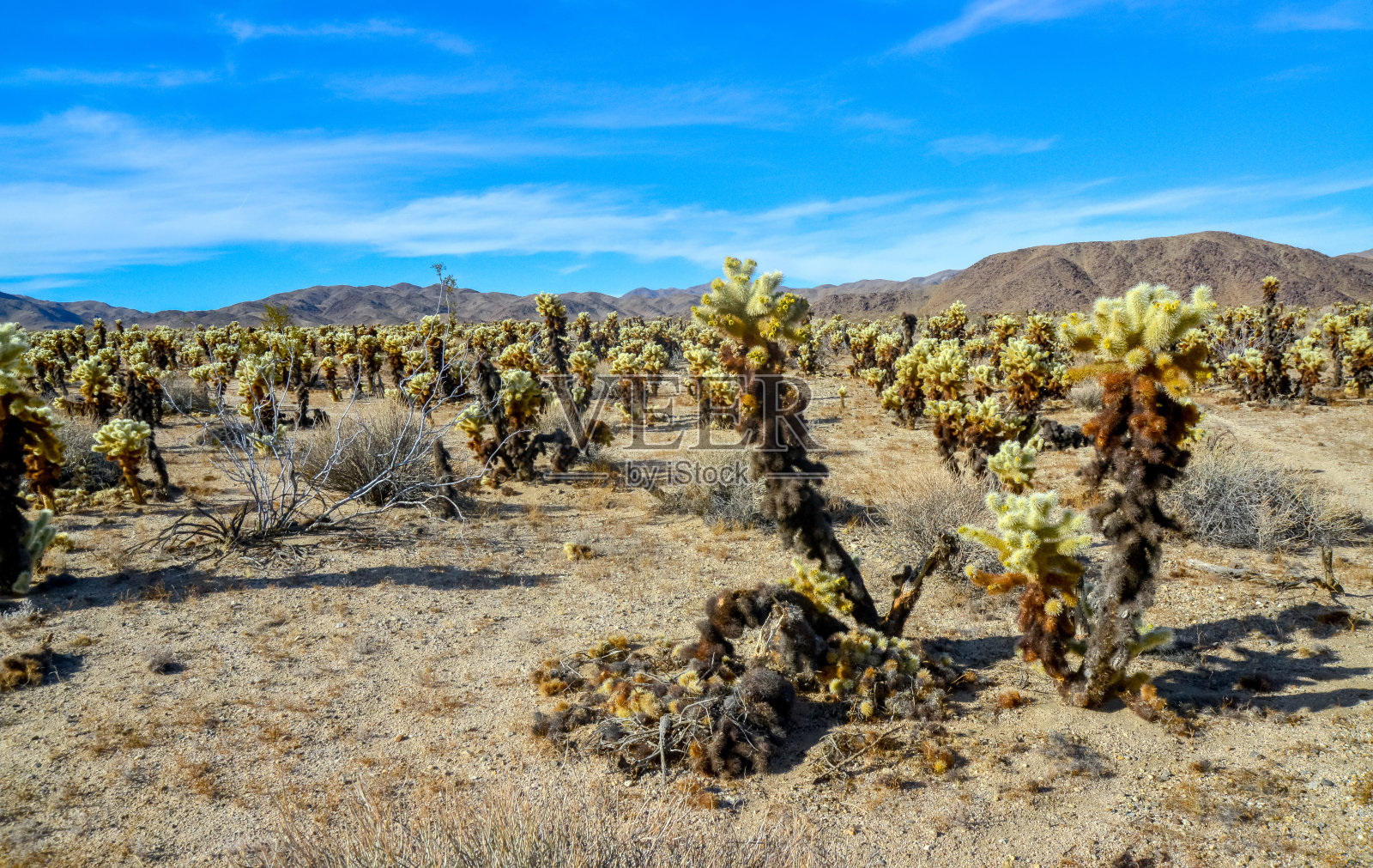 泰迪熊(圆筒熊属)。约书亚树国家公园的丘拉仙人掌园。加州照片摄影图片