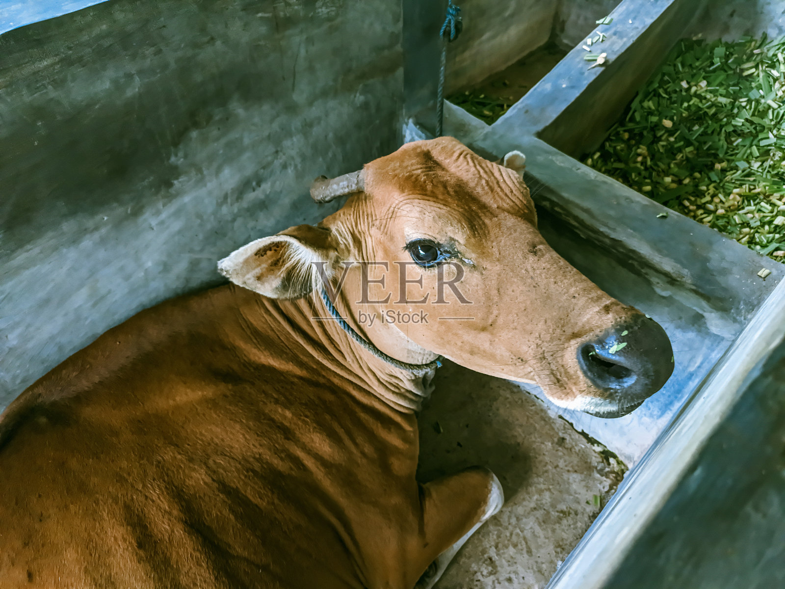 饲养在育肥栏里的牛照片摄影图片