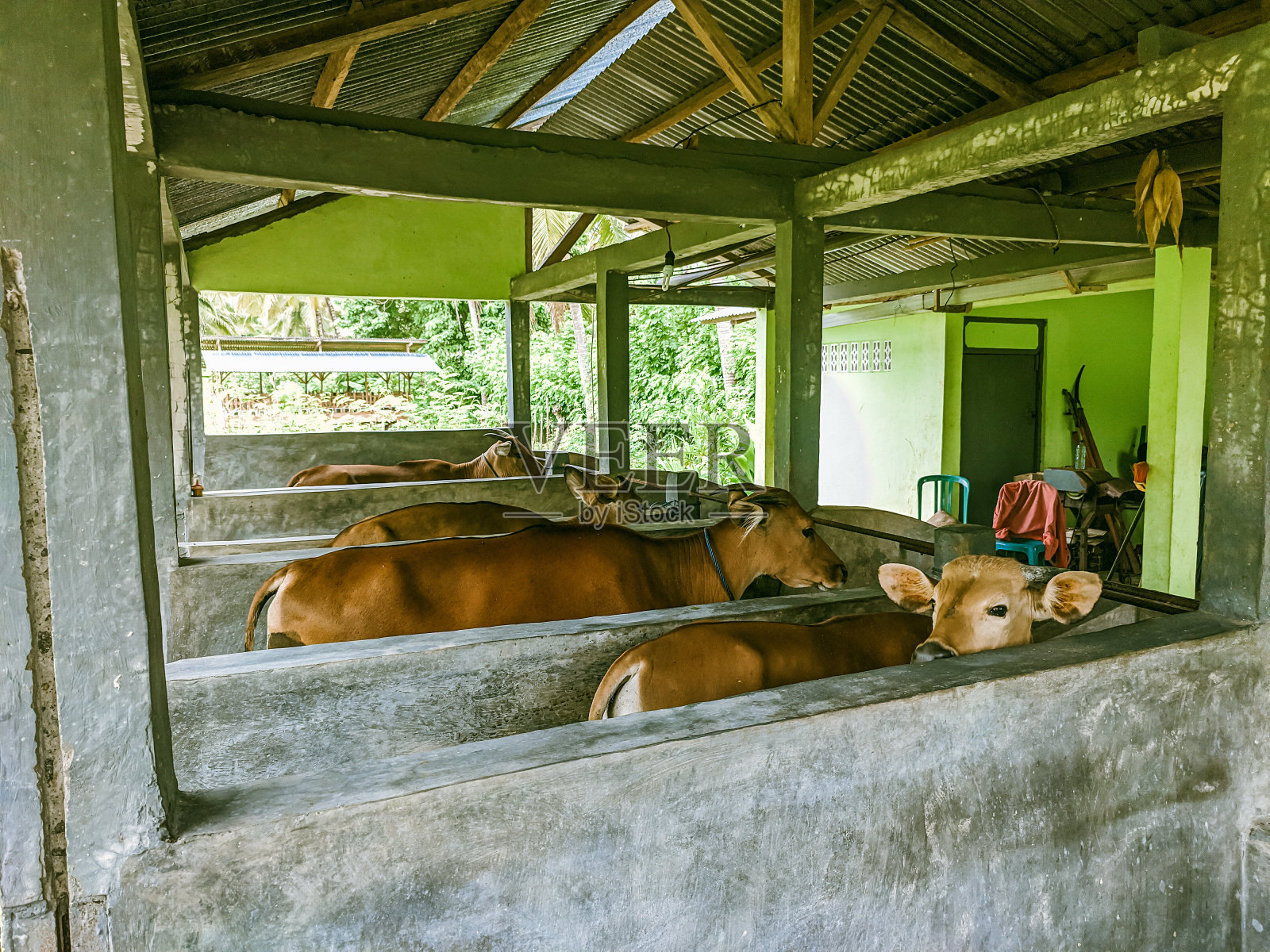 饲养在育肥栏里的牛照片摄影图片
