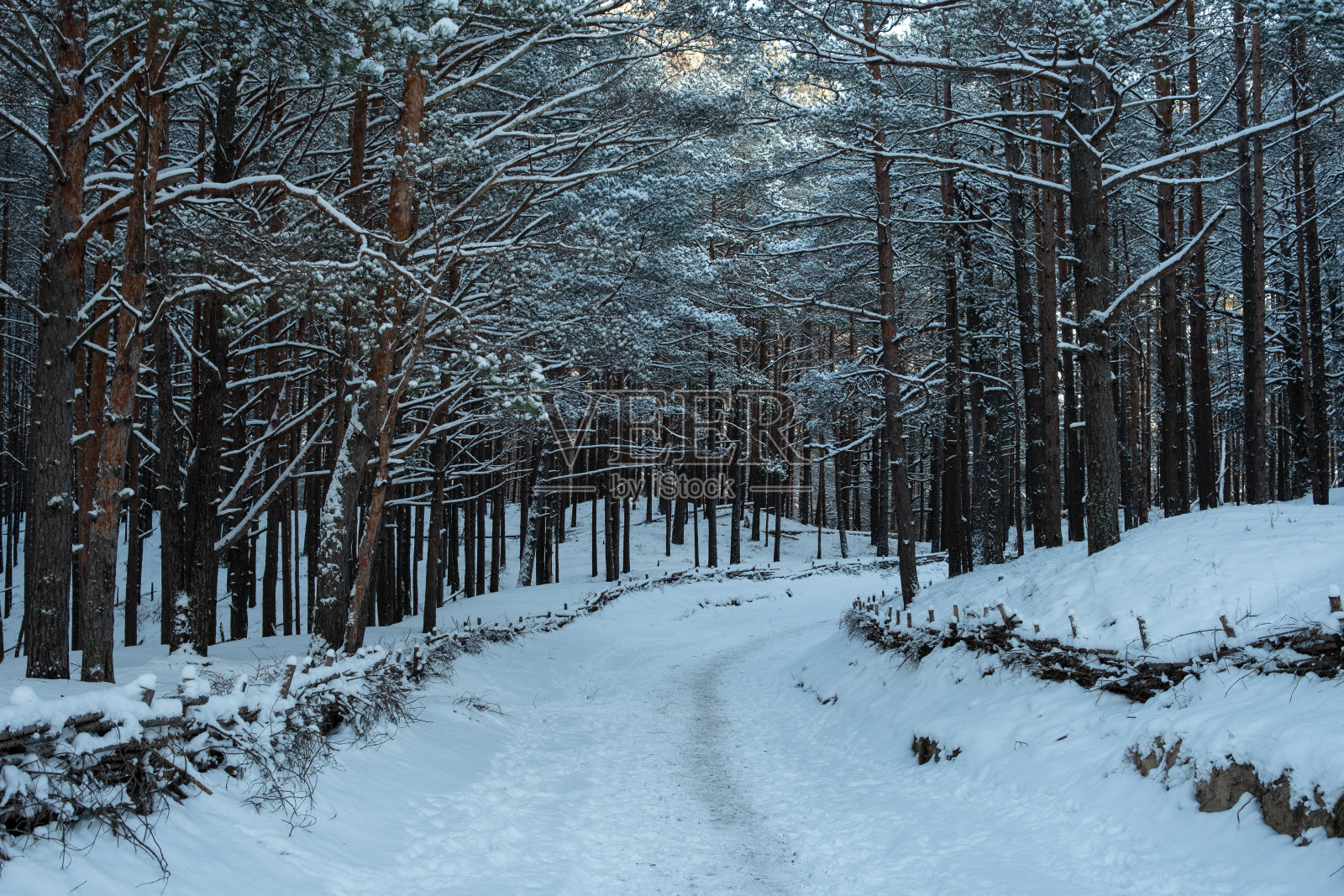 白雪覆盖的威严:寒冷日子里阳光照耀下的松林。Garciema Pludmale，拉脱维亚。照片摄影图片