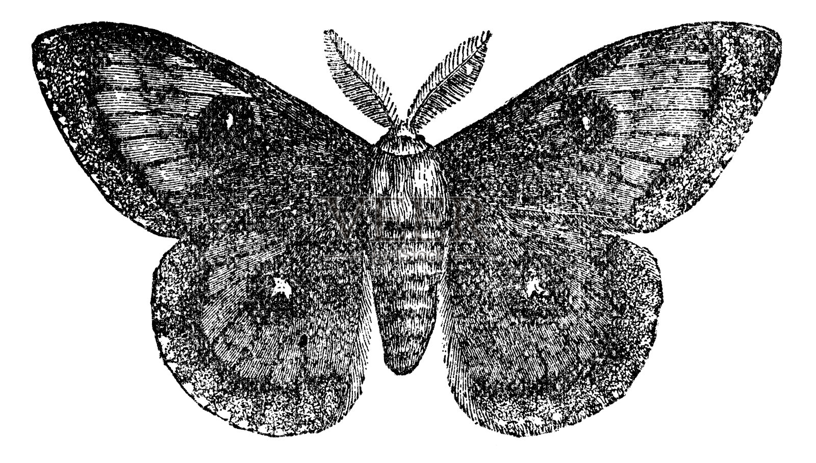 牛头皇蛾(Aglia Tau) - 19世纪插画图片素材