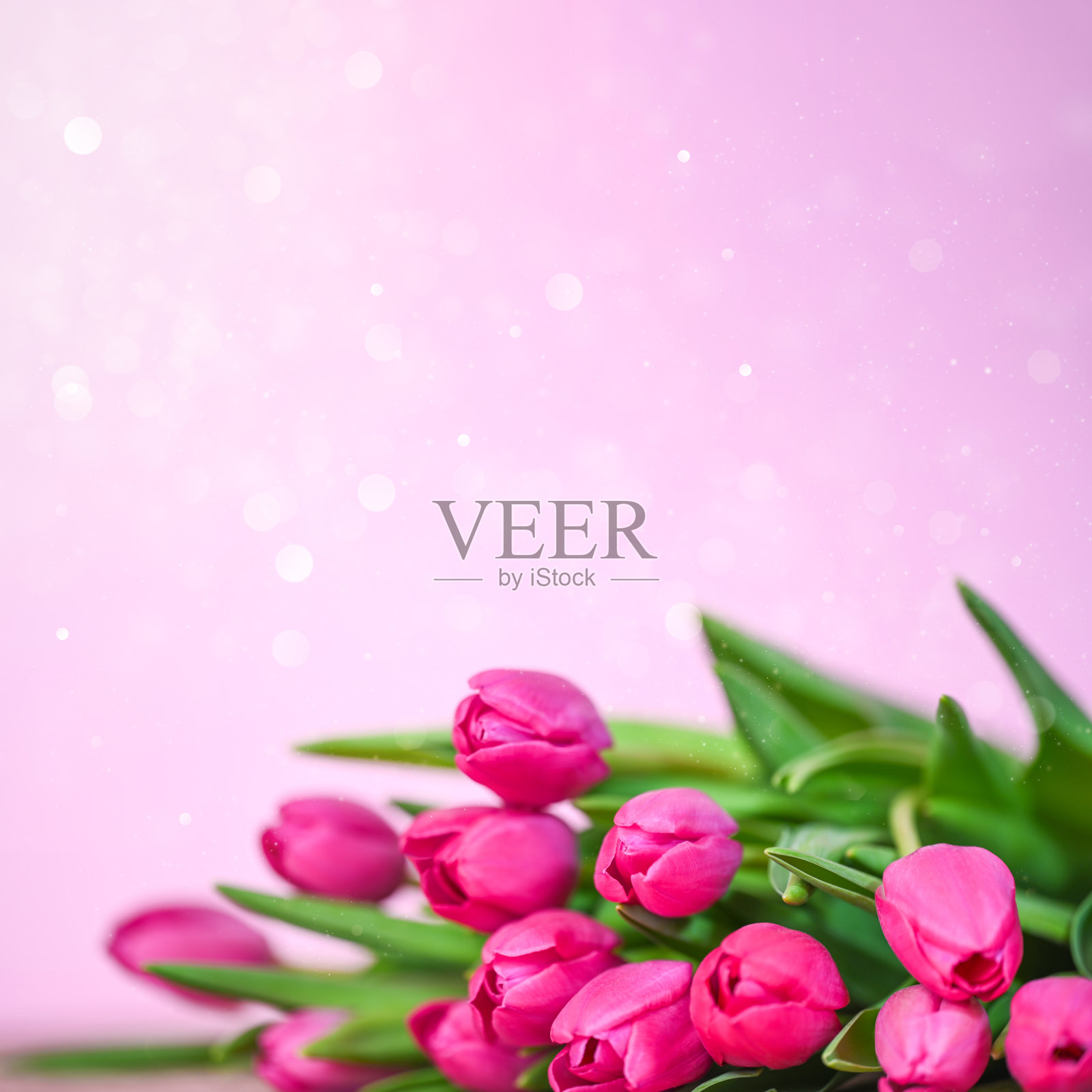 粉红色的郁金香。照片摄影图片