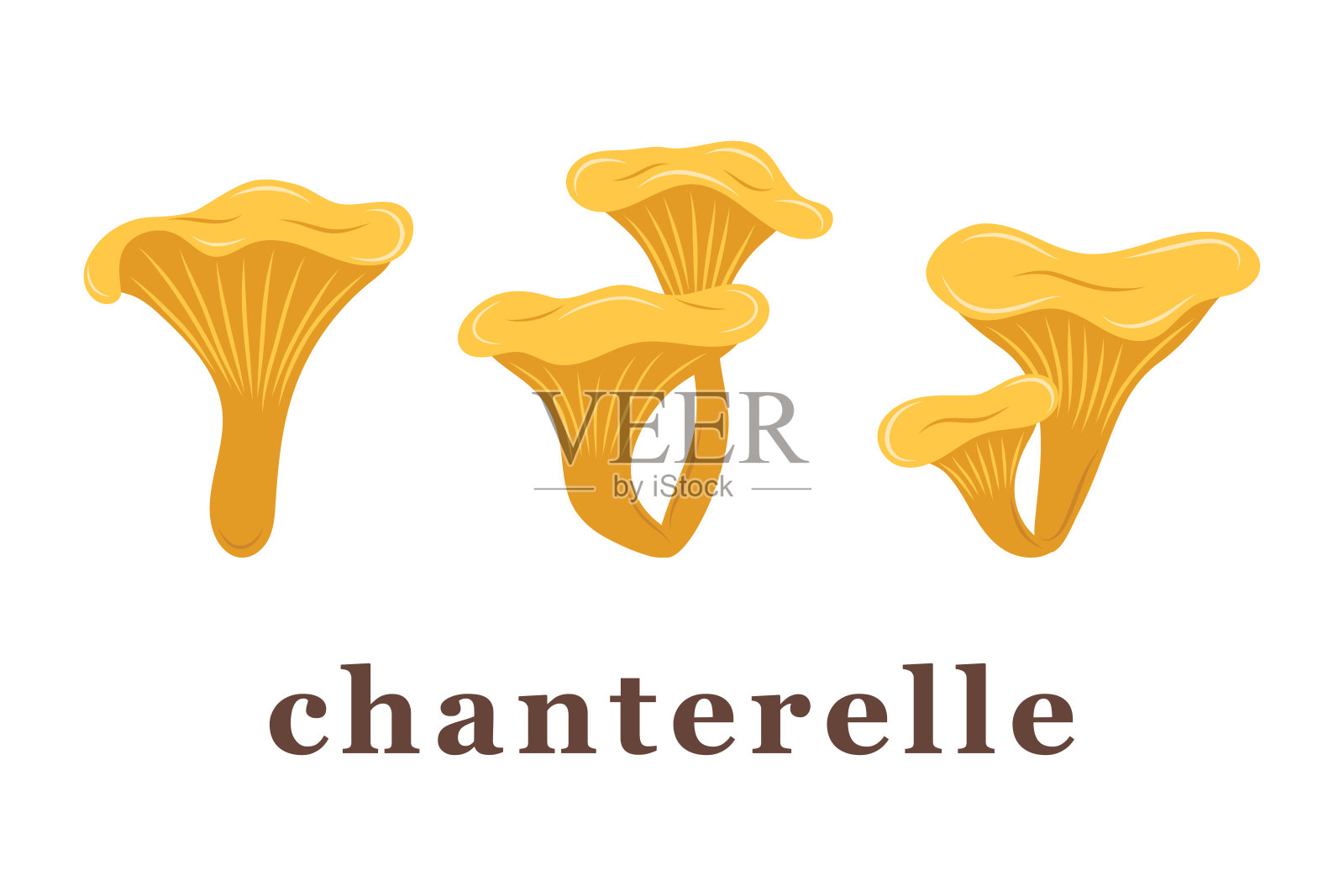 一组大小不一的鸡油菌。可食用的蘑菇。插画图片素材