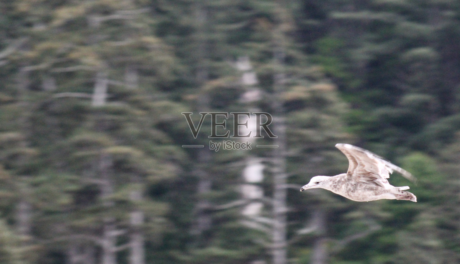 海鸥和树林，俄勒冈州照片摄影图片