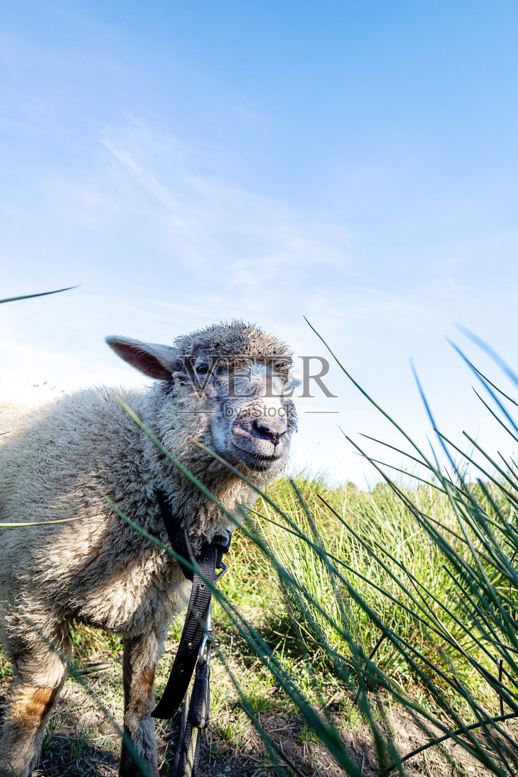 绵羊在乡村风景中的特写照片摄影图片