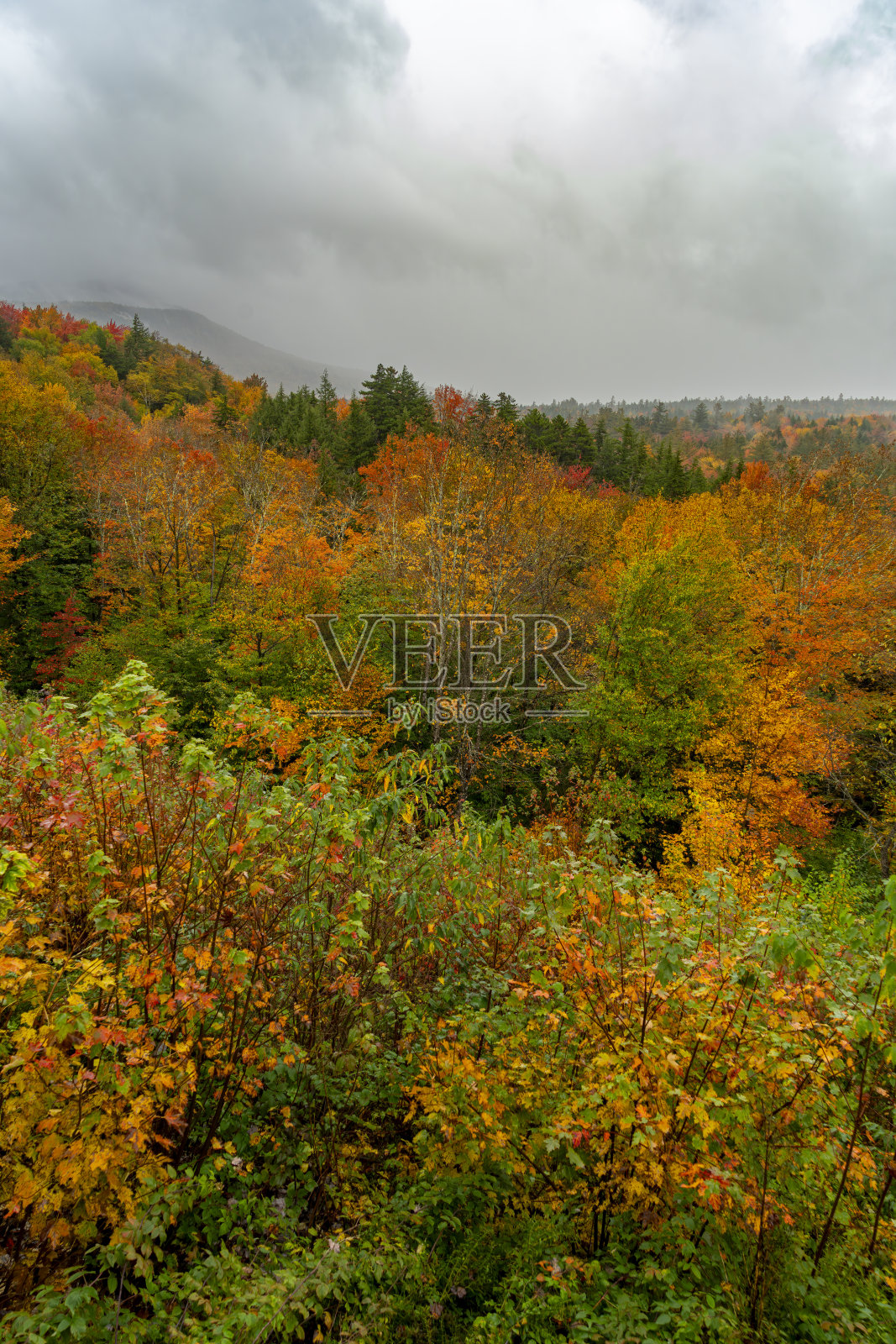Kancamagus高速公路附近秋天的彩色树叶照片摄影图片