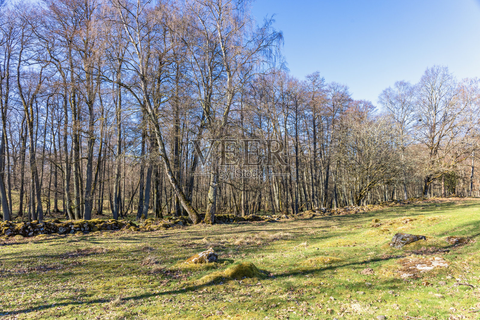 春天落叶林旁的草地，有光秃秃的树照片摄影图片