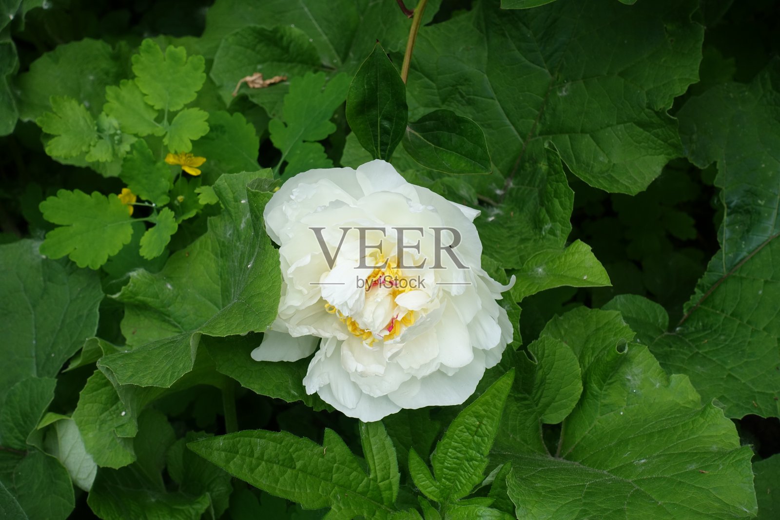 五月普通牡丹白花俯视图照片摄影图片