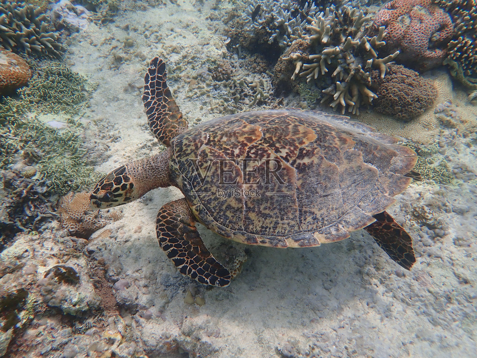 吉利梅诺岛的海龟照片摄影图片