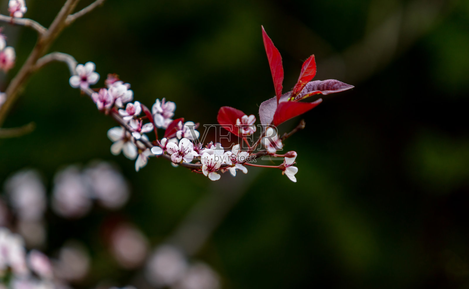 公园里樱花盛开照片摄影图片